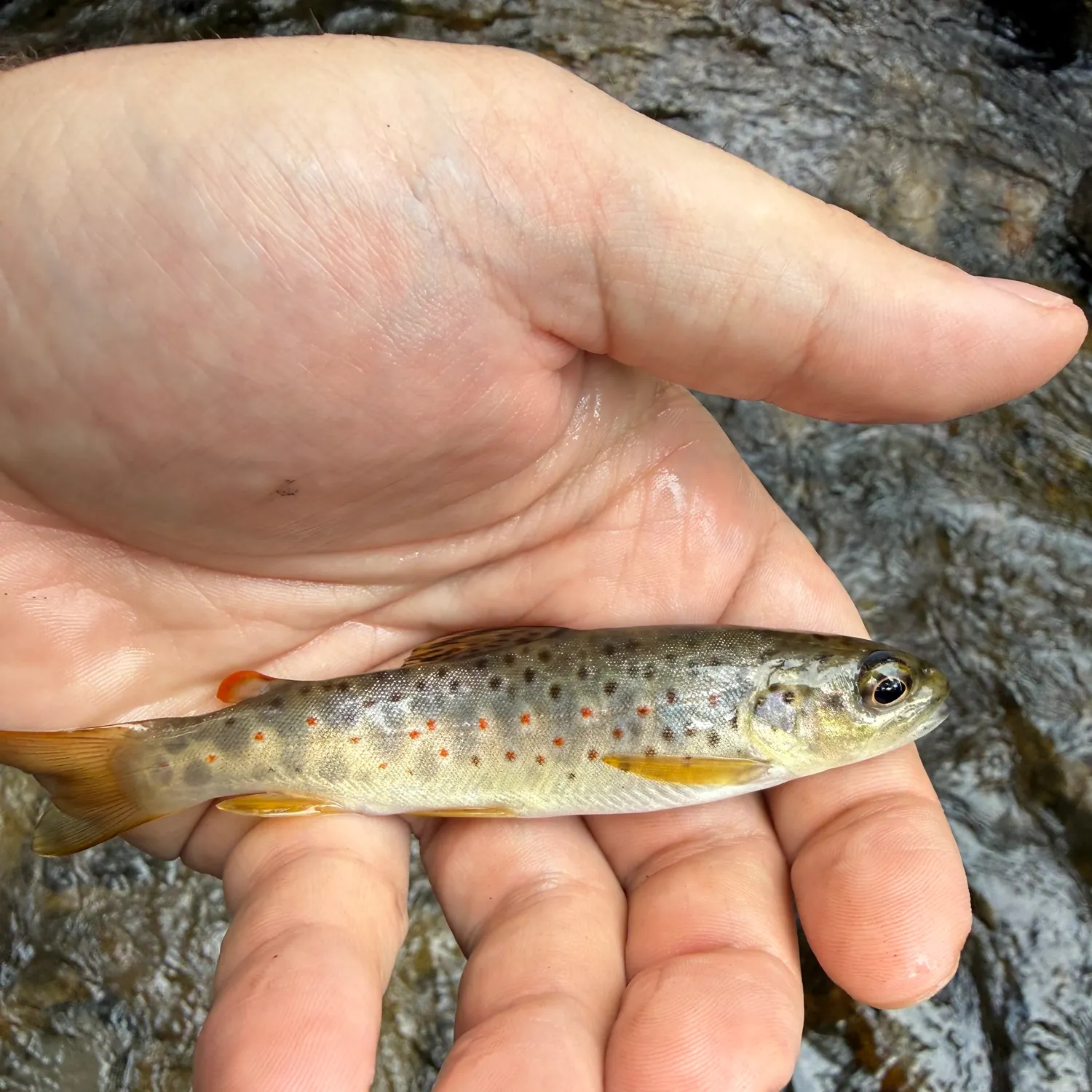 Brown trout caught on Fishbrain