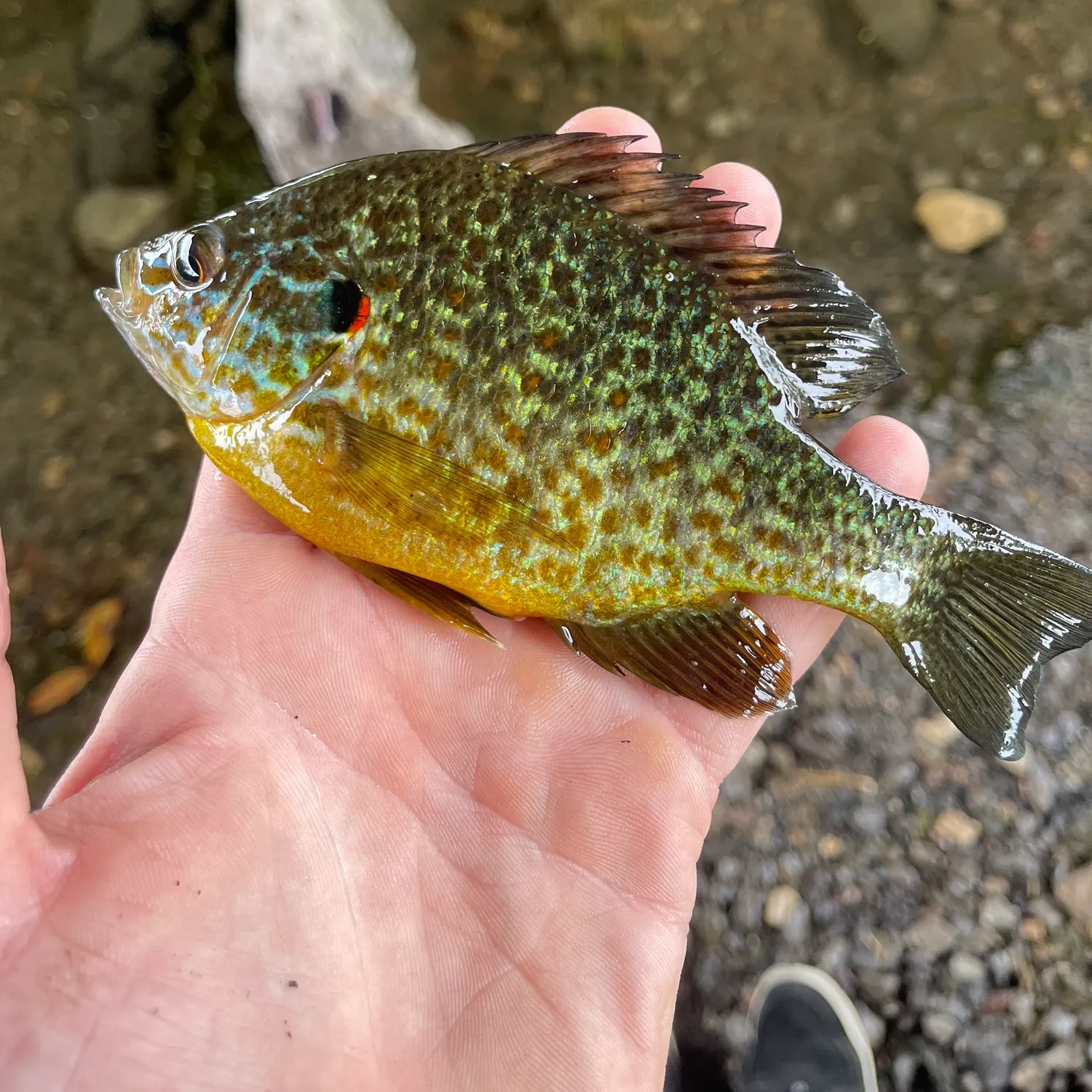 Pumpkinseed caught on Fishbrain