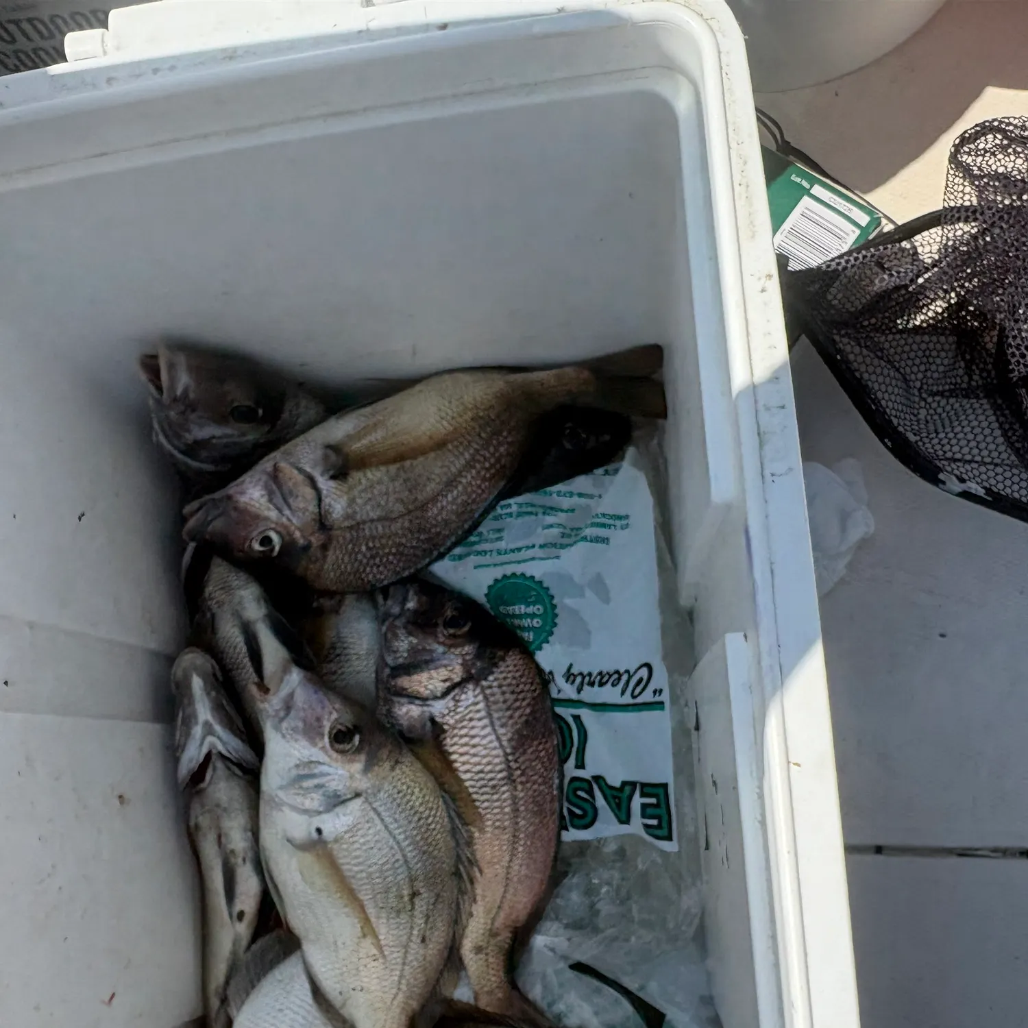 Fish caught on Fishbrain