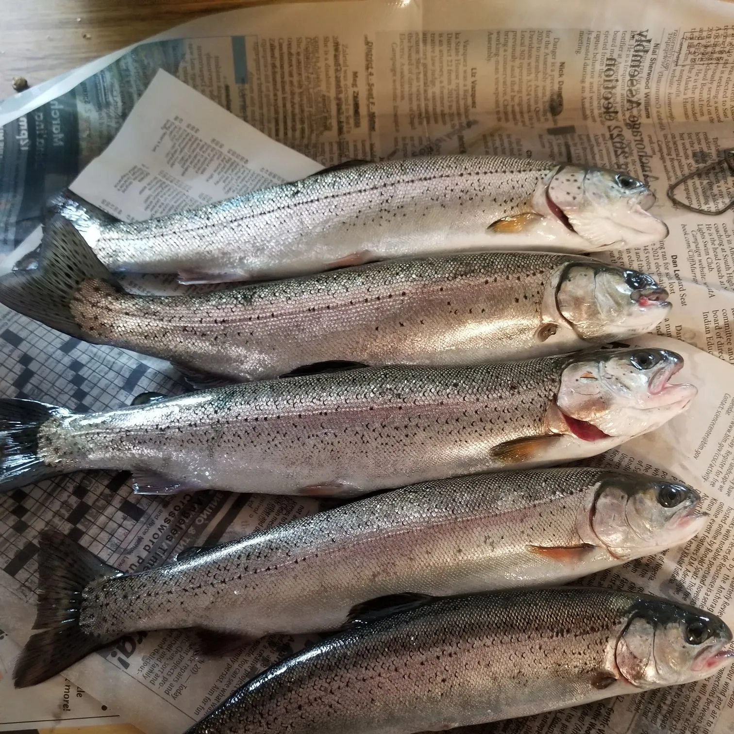 recently logged catches