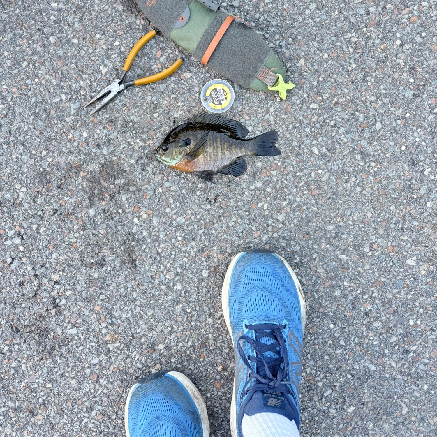 Bluegill caught on Fishbrain