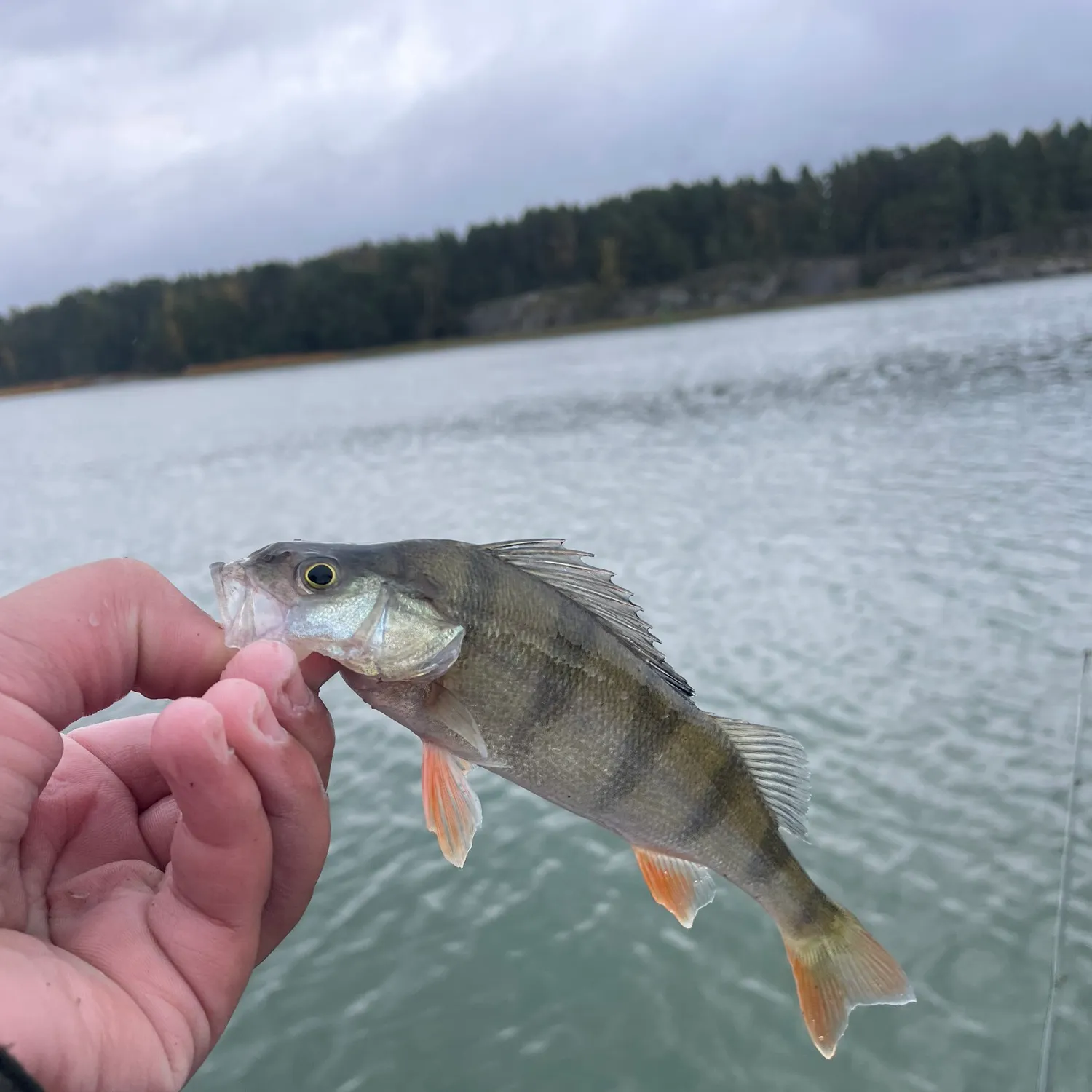 European perch caught on Fishbrain