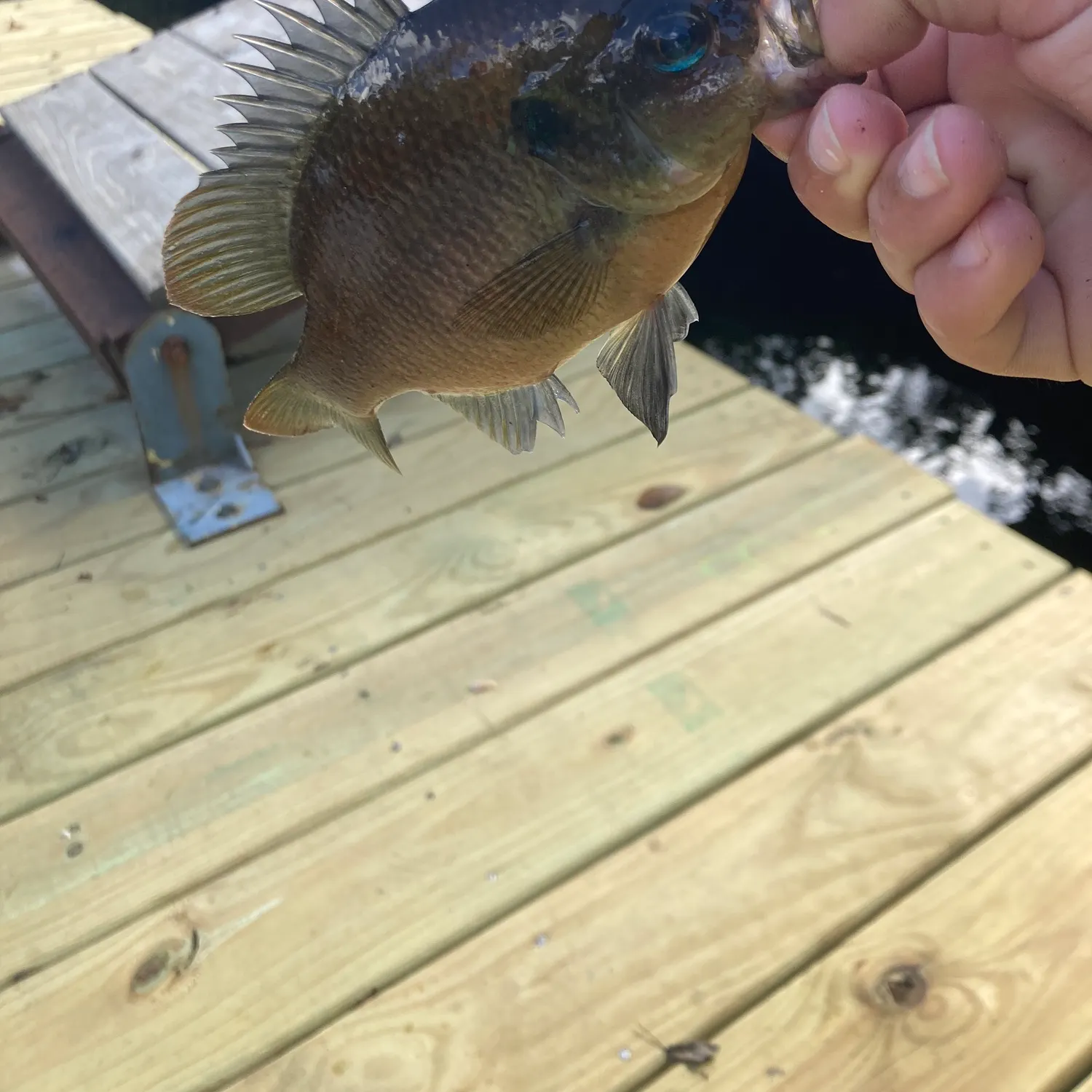 The most recent Green sunfish catches on Fishbrain