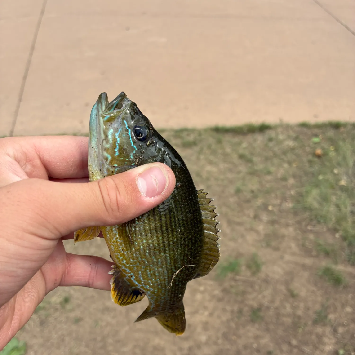 Green sunfish caught on Fishbrain