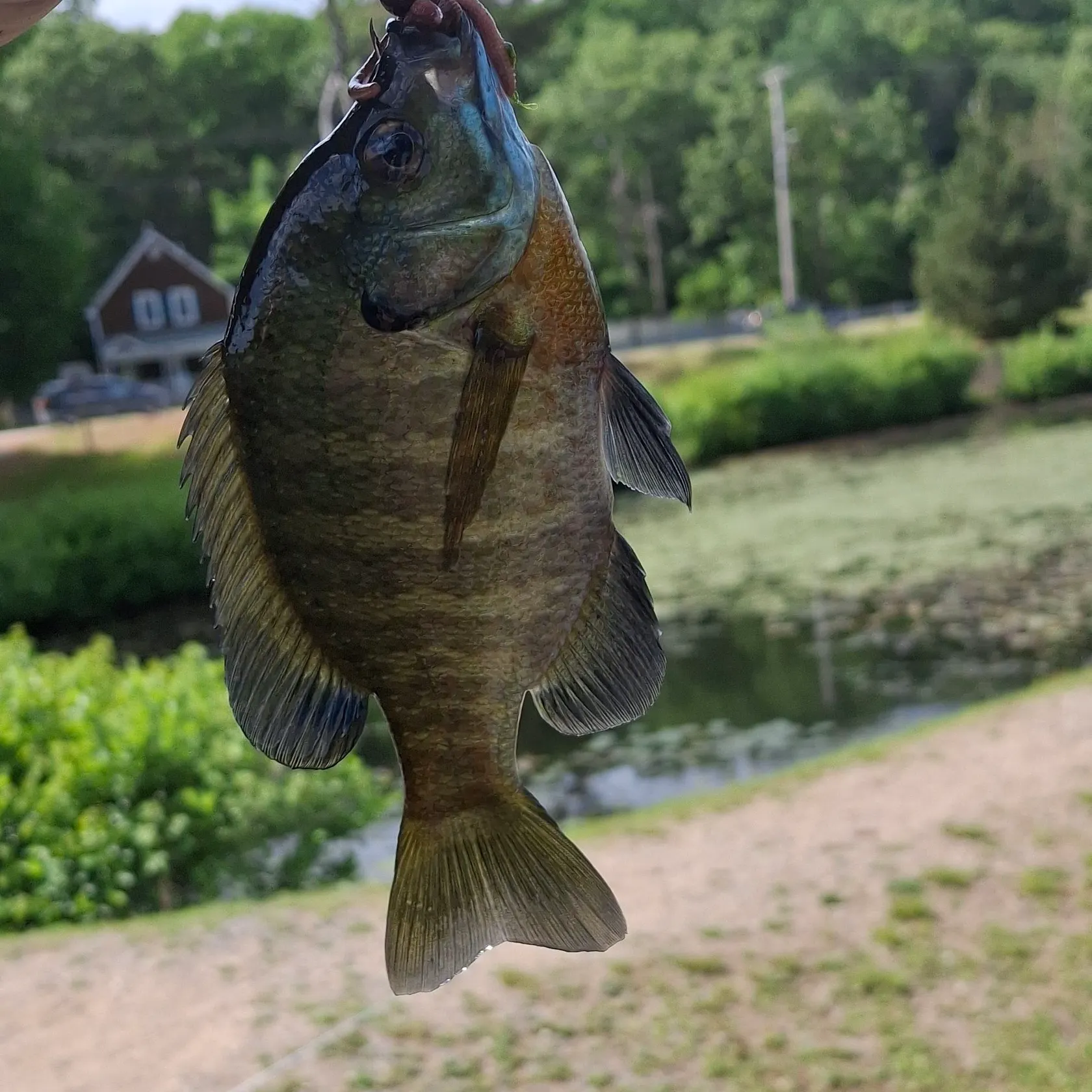 catch