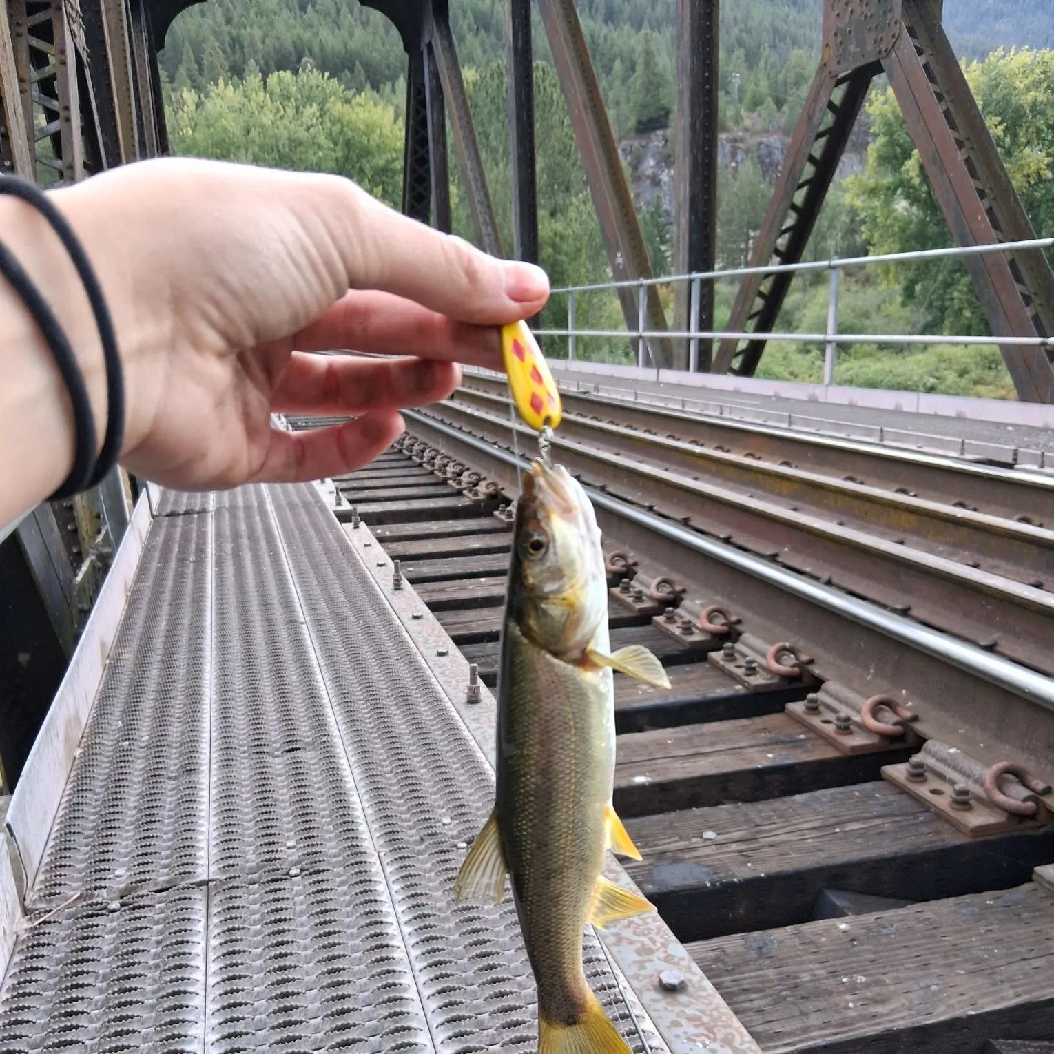 Northern pikeminnow caught on Fishbrain