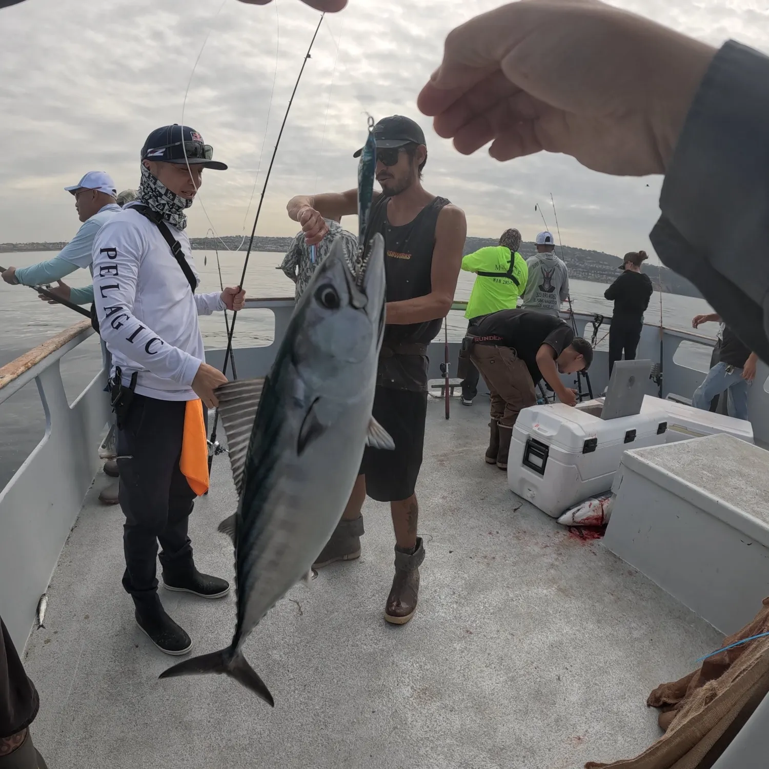 Pacific bonito caught on Fishbrain