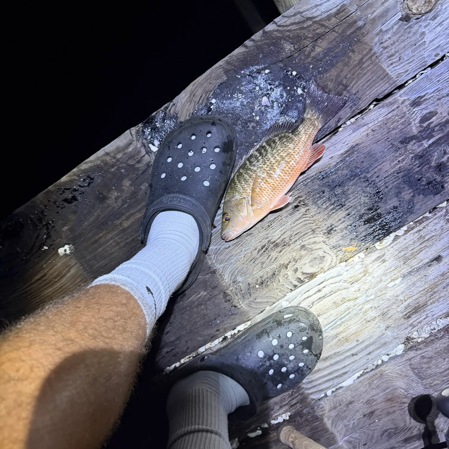 Fish caught on Fishbrain