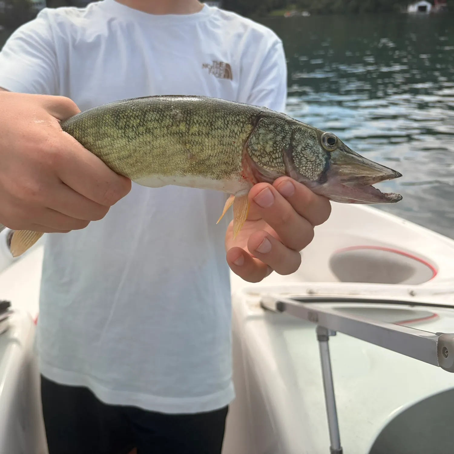 The most recent Grass pickerel catches on Fishbrain