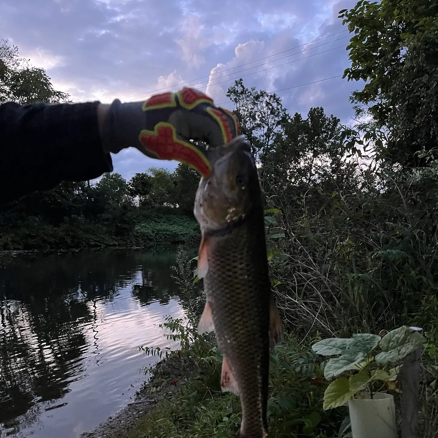 Fallfish caught on Fishbrain