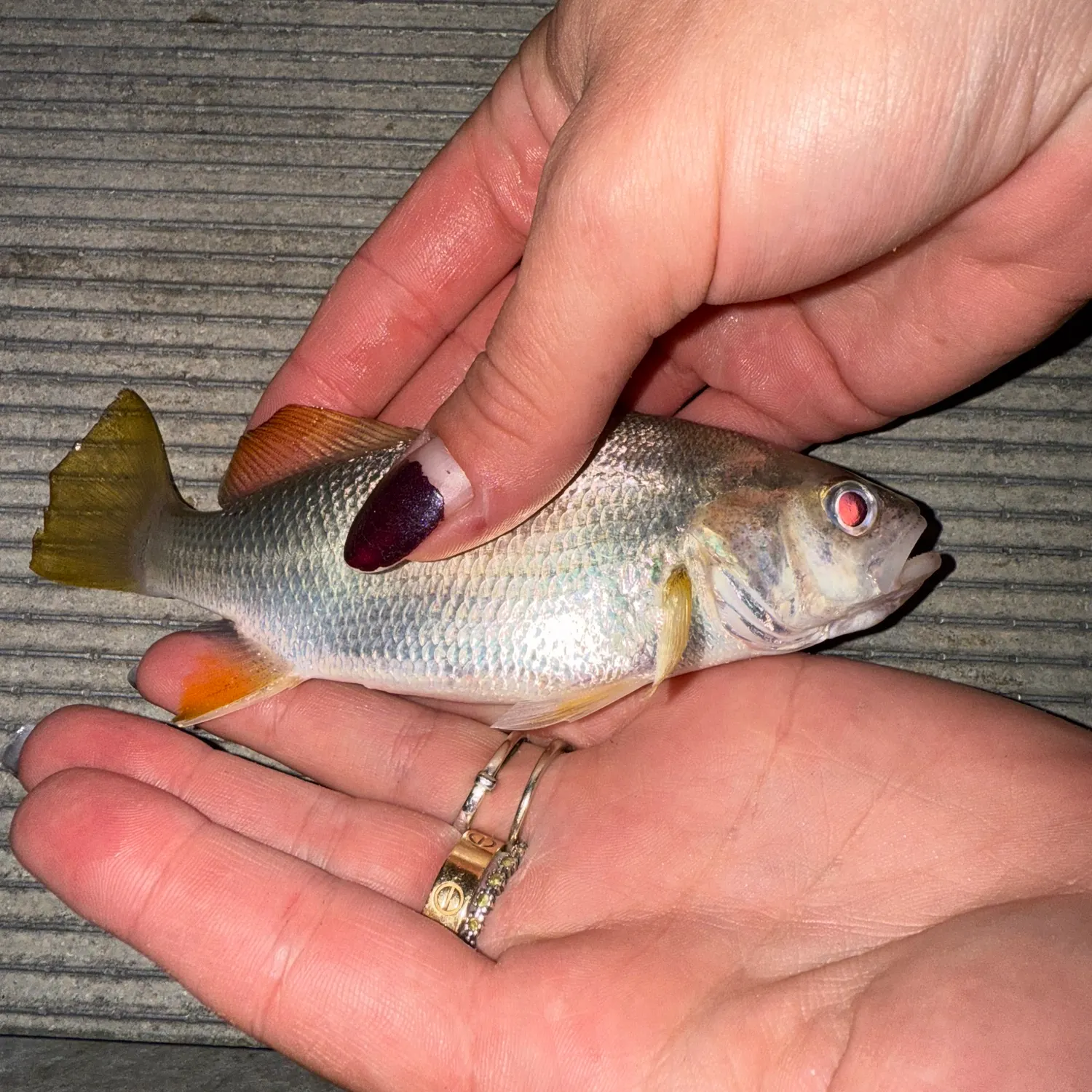The most recent Silver perch catches on Fishbrain
