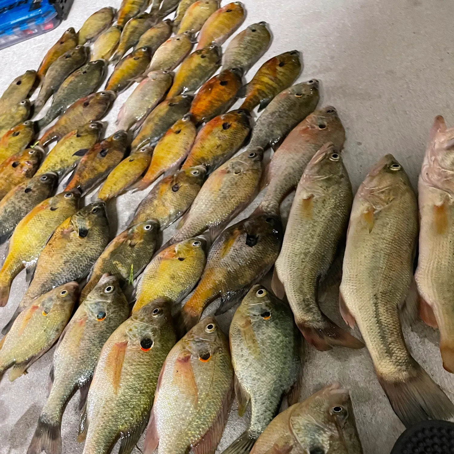 recently logged catches