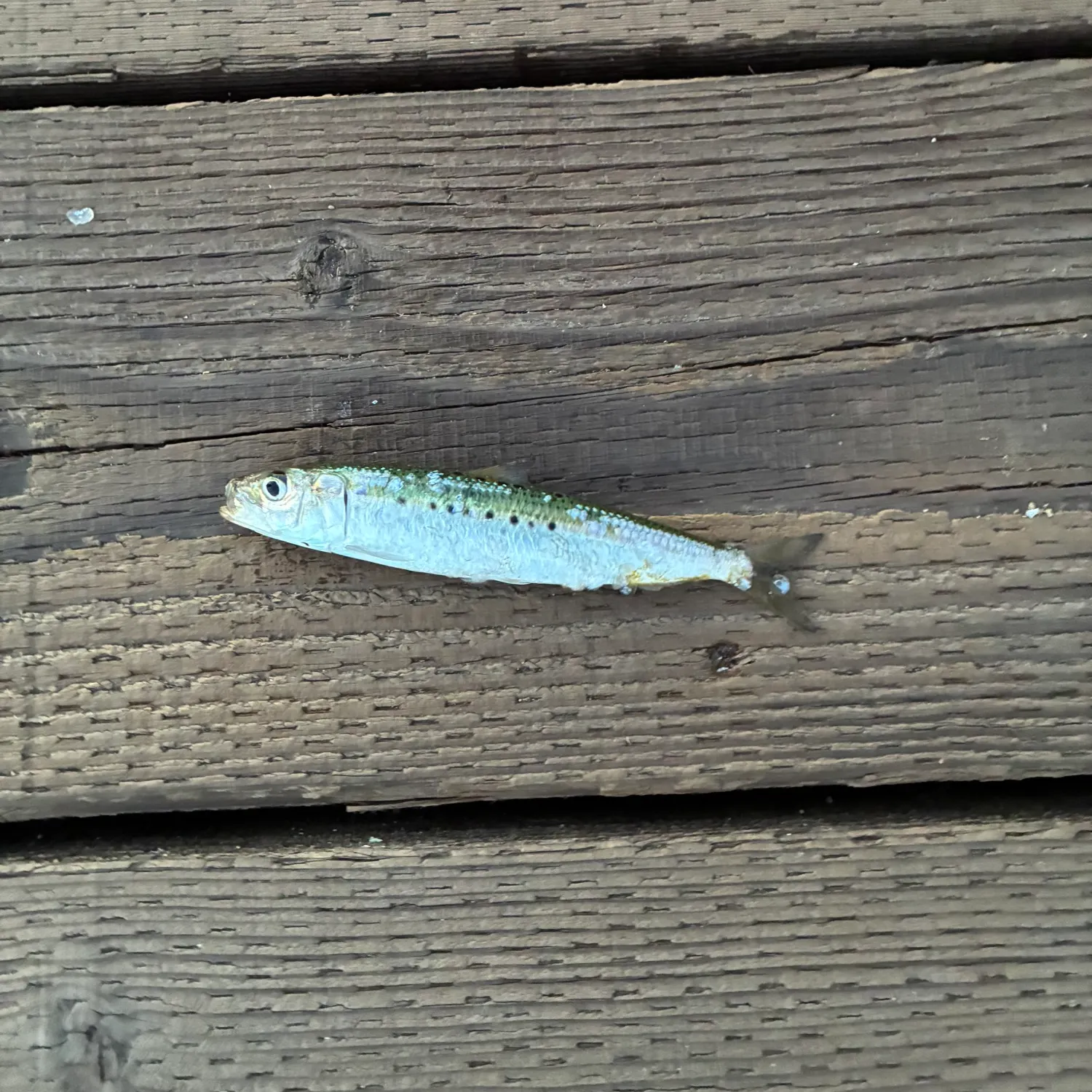 The most recent Pacific sardine catches on Fishbrain