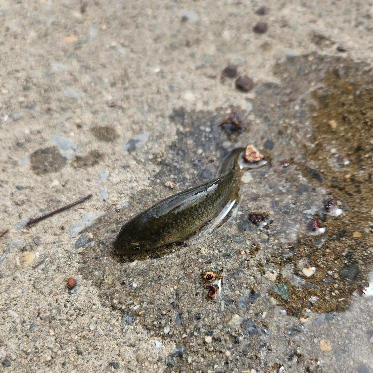 The most recent Central mudminnow catches on Fishbrain