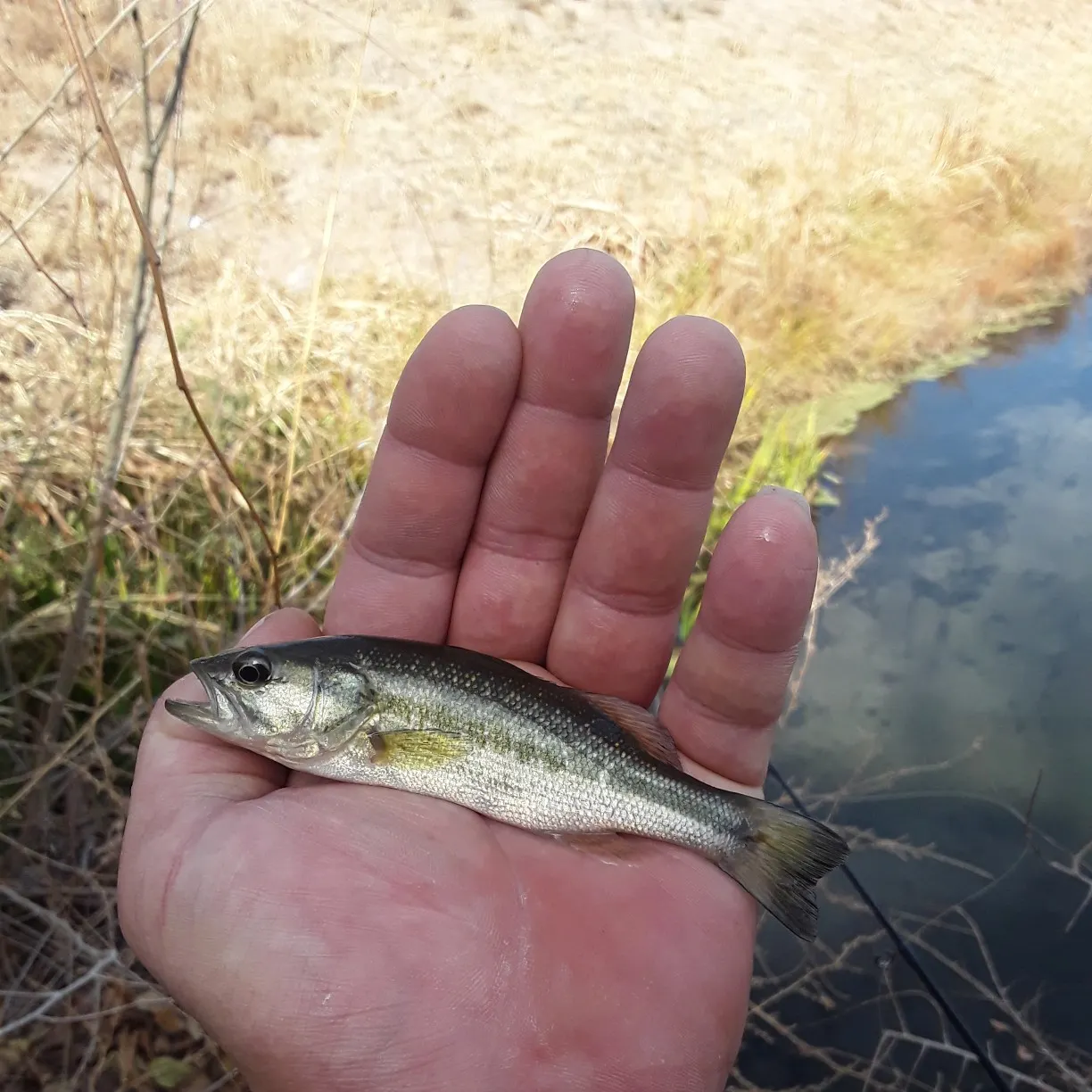angler catch