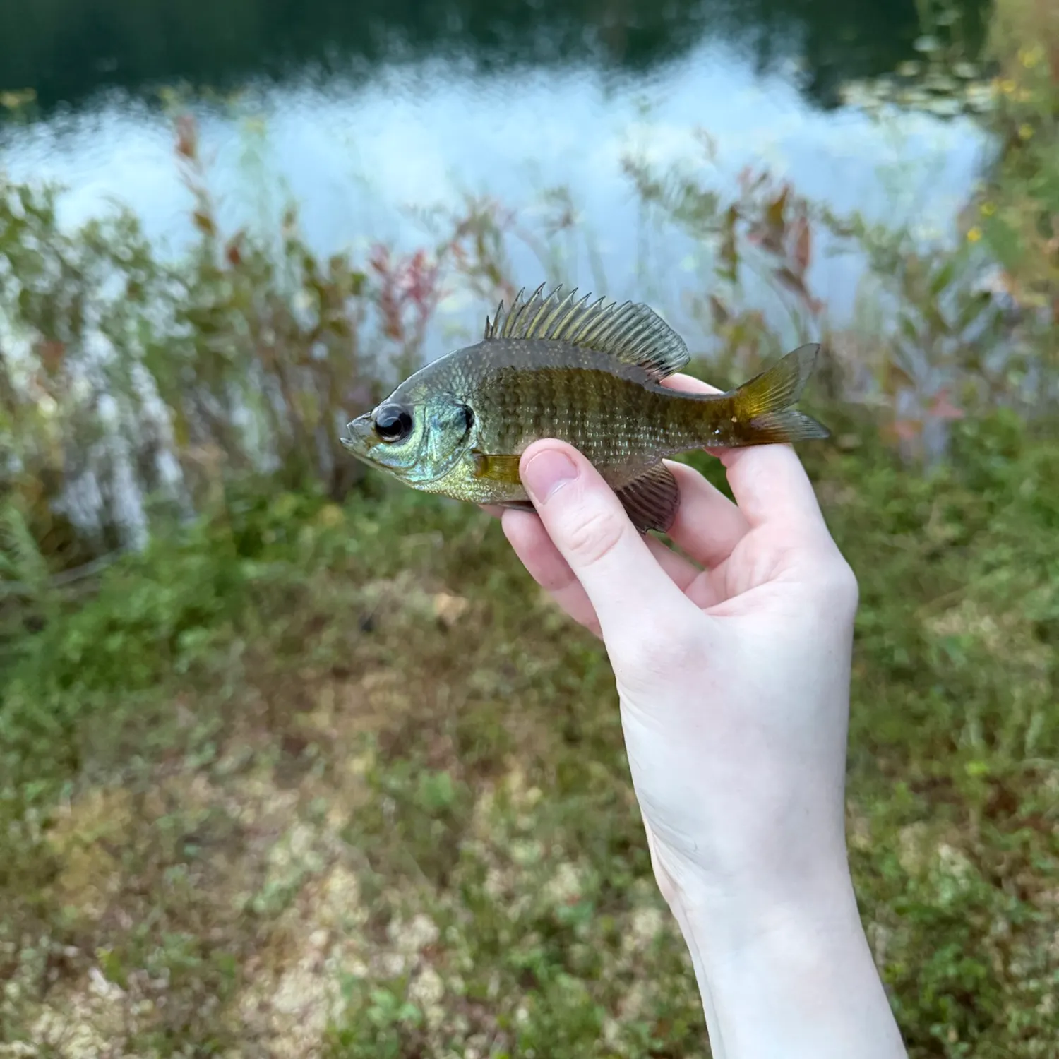 Bluegill caught on Fishbrain