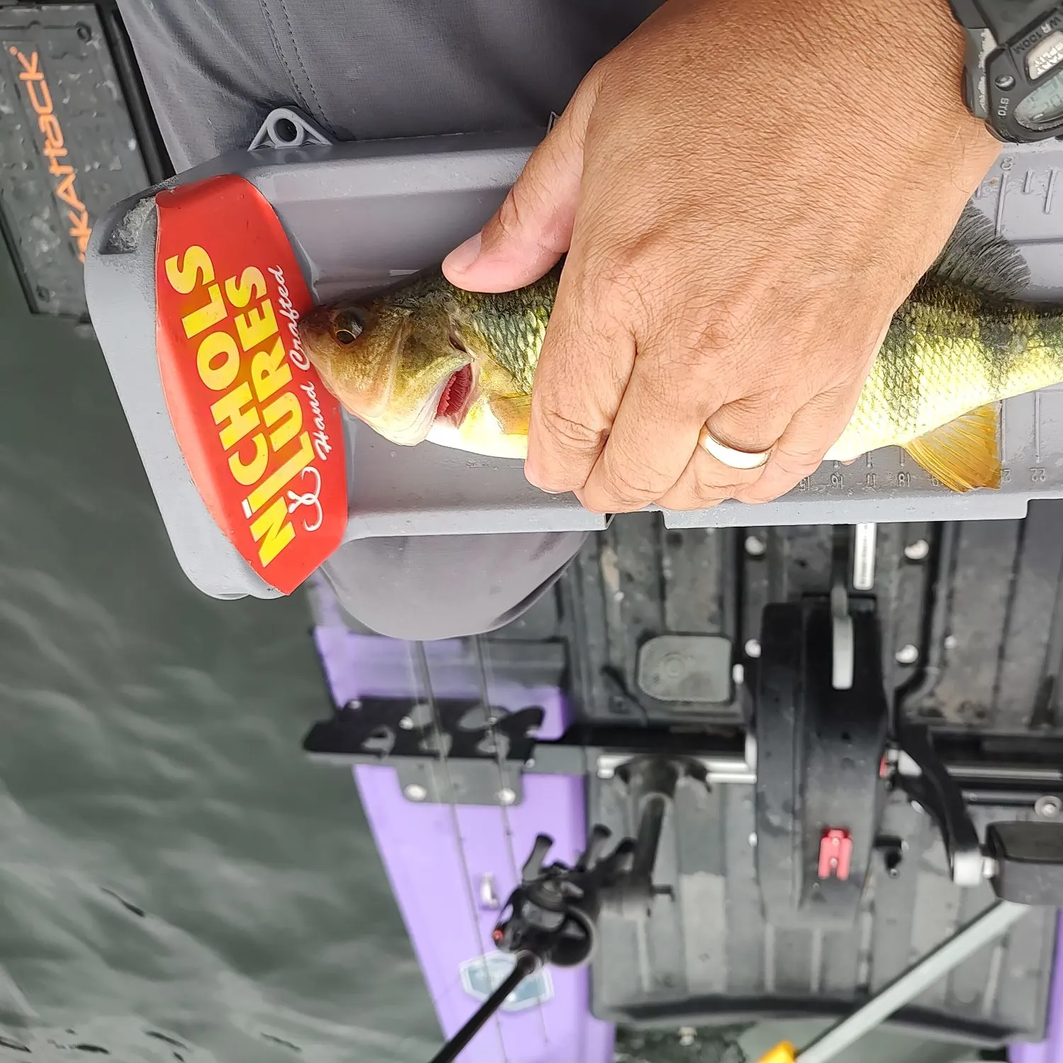Yellow perch caught on Fishbrain