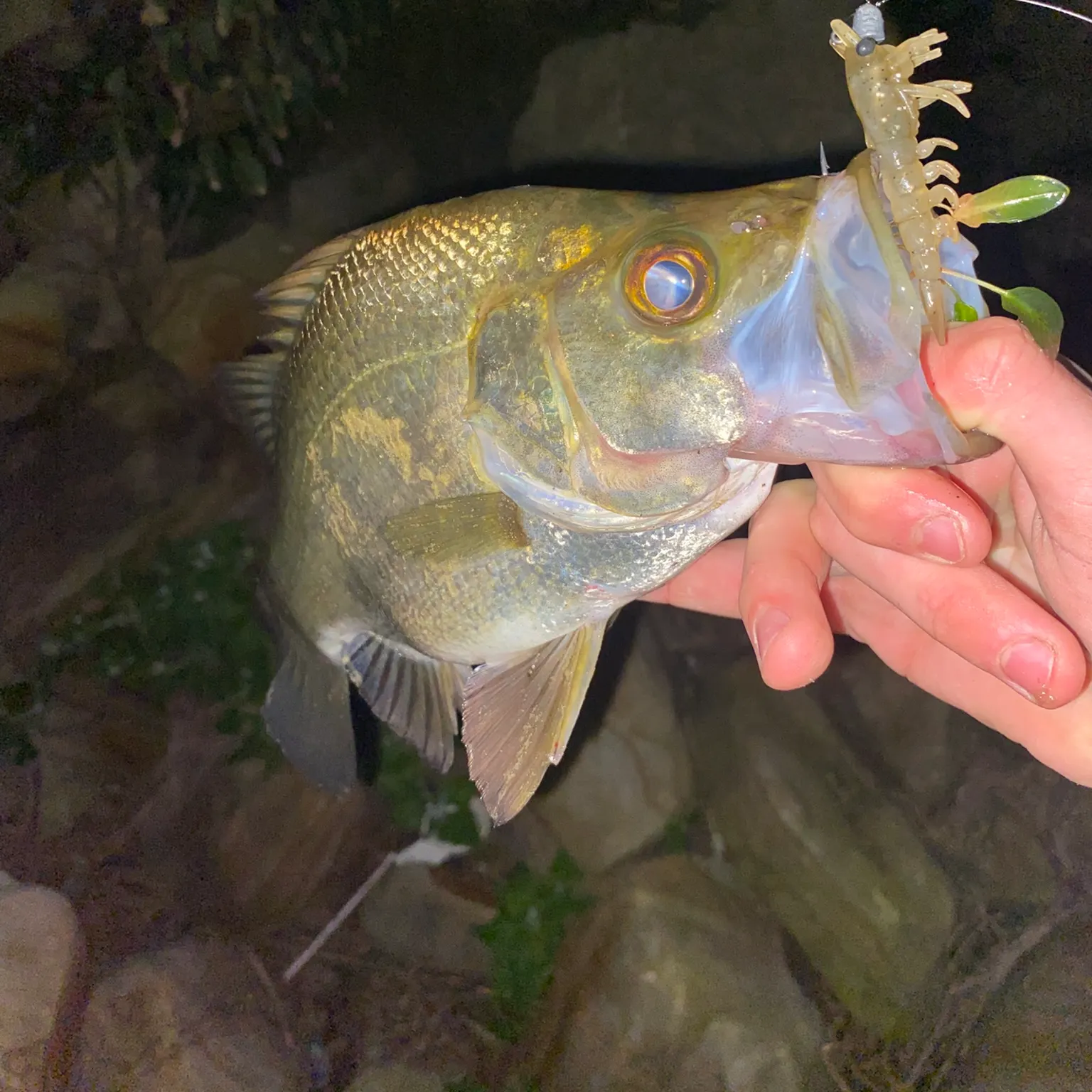 The most recent Estuary perch catches on Fishbrain