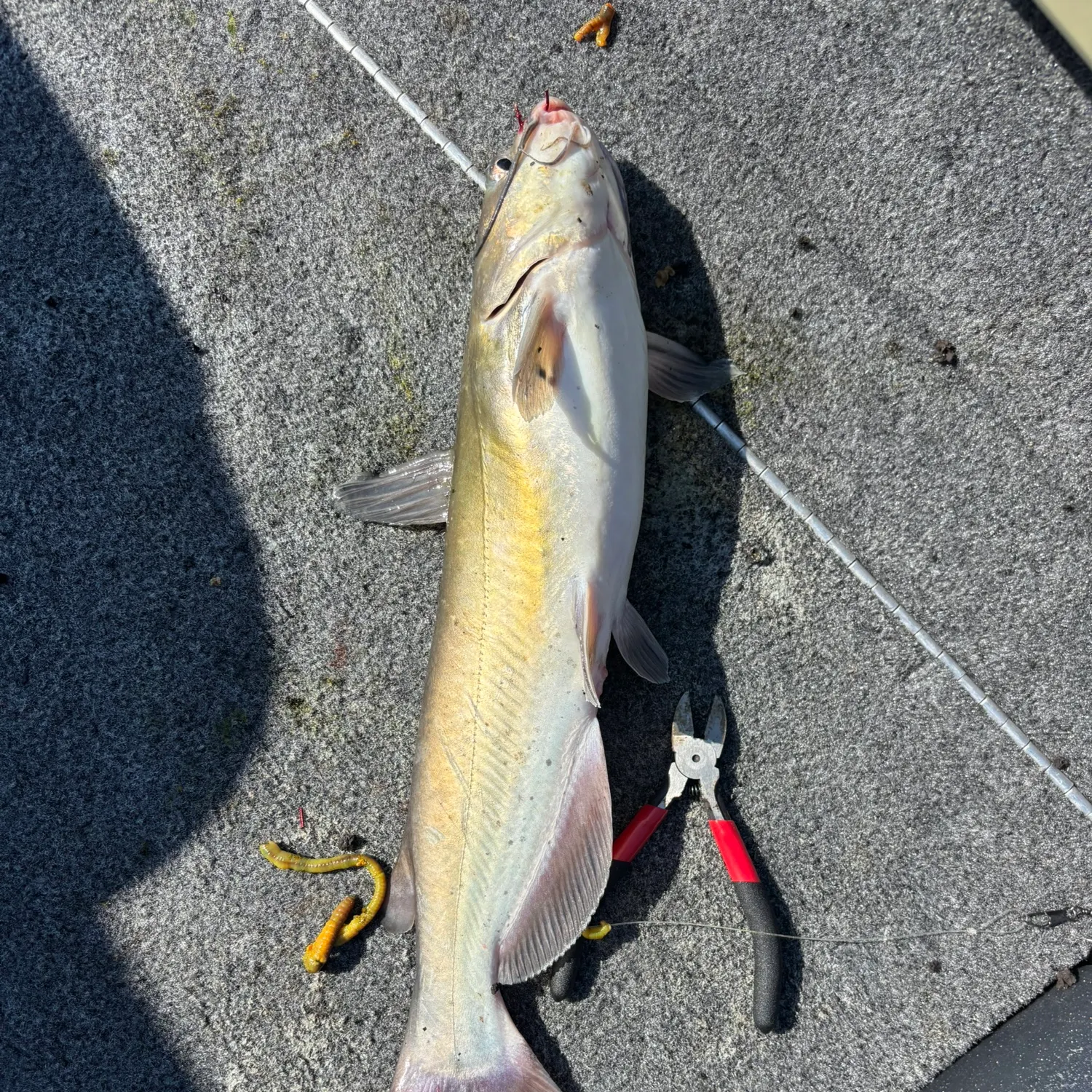 Channel catfish caught on Fishbrain