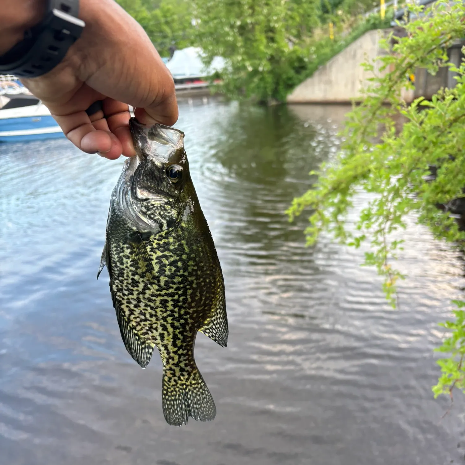 catch