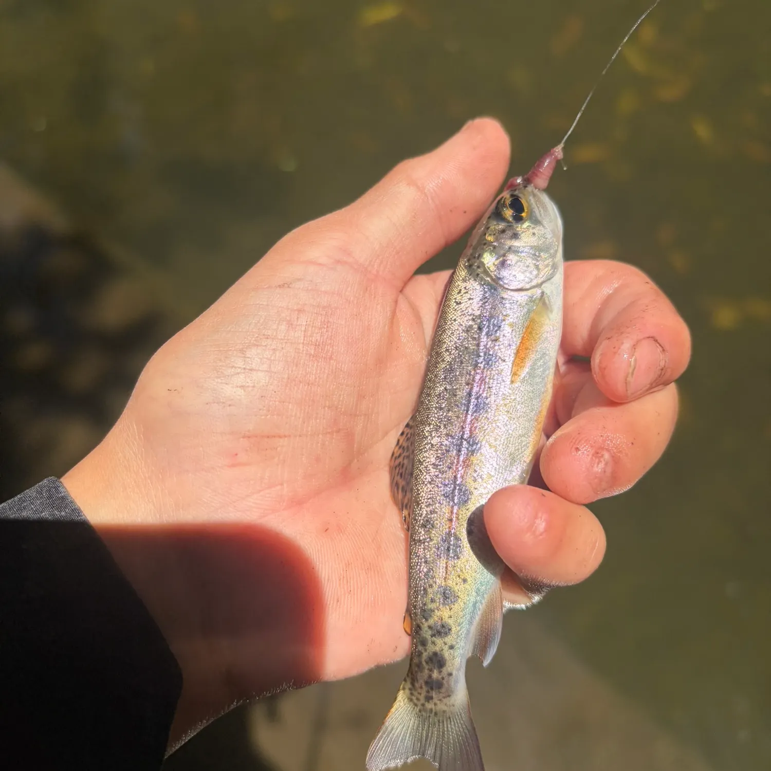 The most recent Coastal rainbow trout catches on Fishbrain