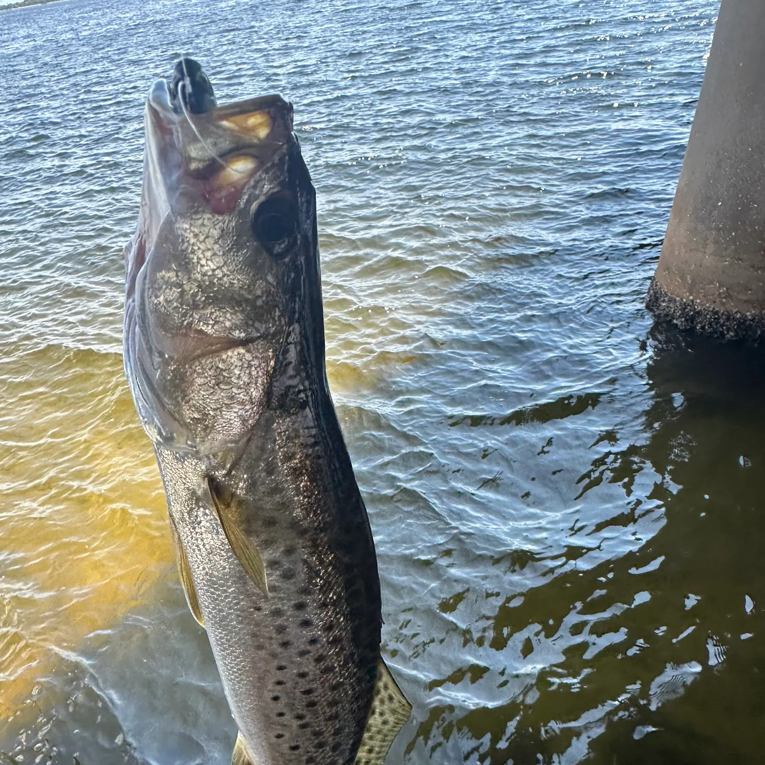 Spotted seatrout caught on Fishbrain