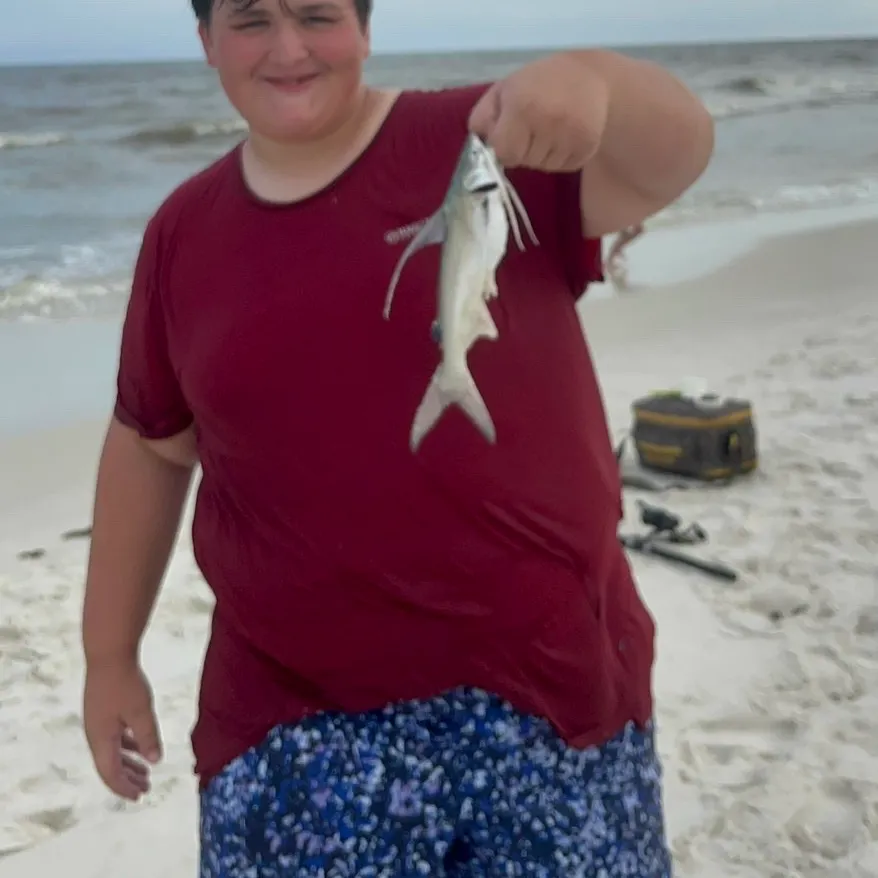 Gafftopsail sea catfish caught on Fishbrain
