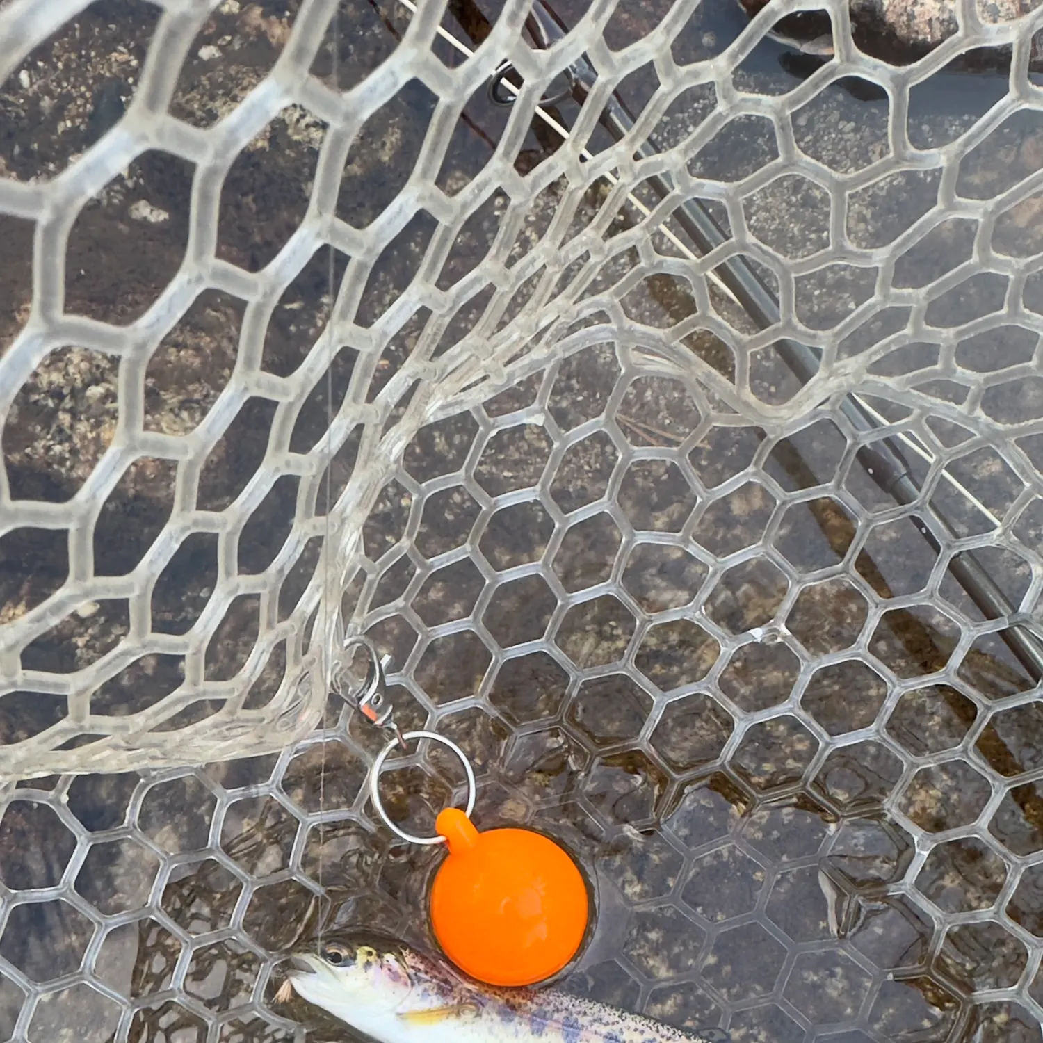 Rainbow trout caught on Fishbrain
