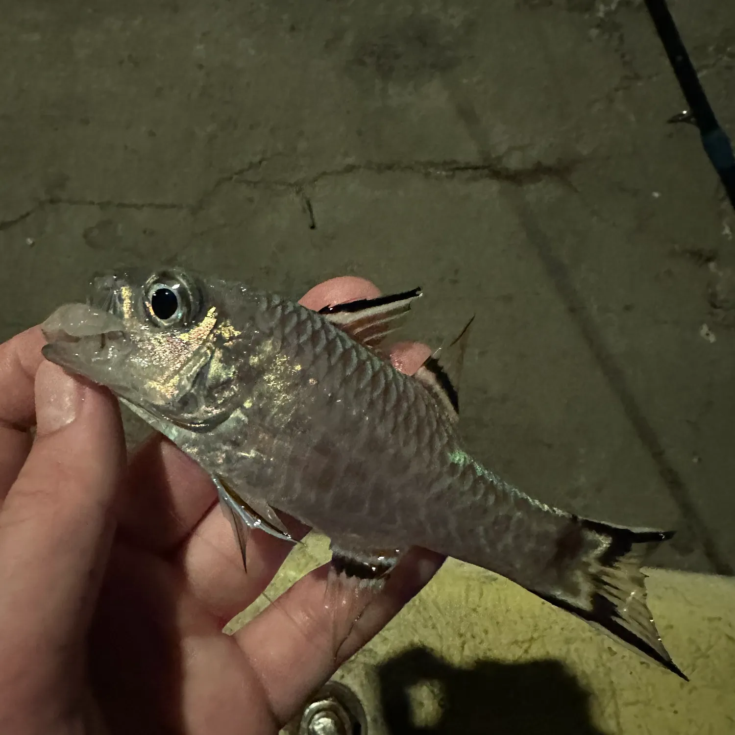 The most recent Bandfin cardinalfish catches on Fishbrain