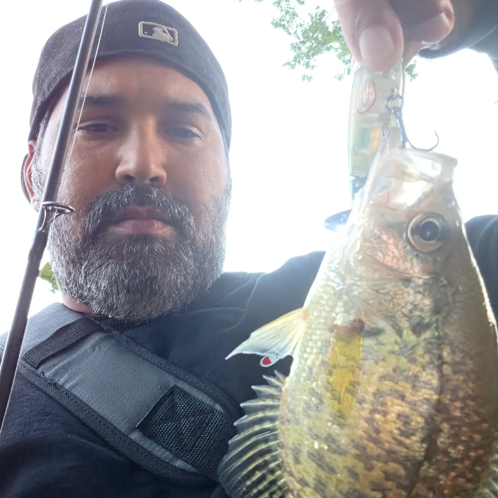 Black crappie caught on Fishbrain