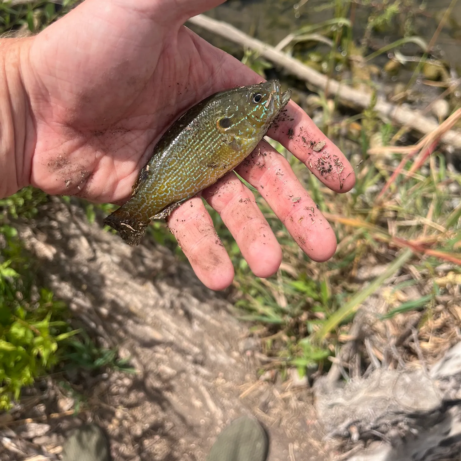 Green sunfish caught on Fishbrain