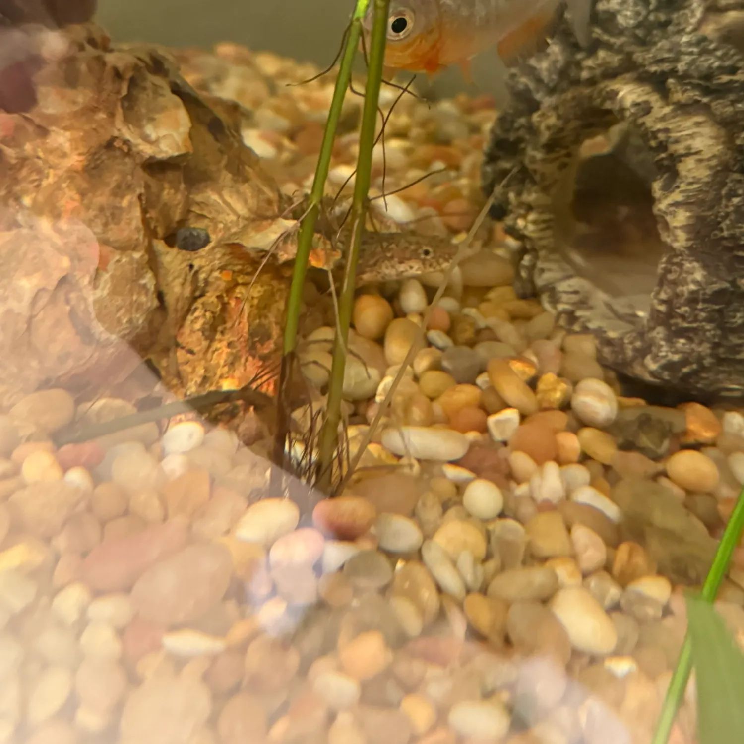 The most recent Red-bellied pacu catches on Fishbrain