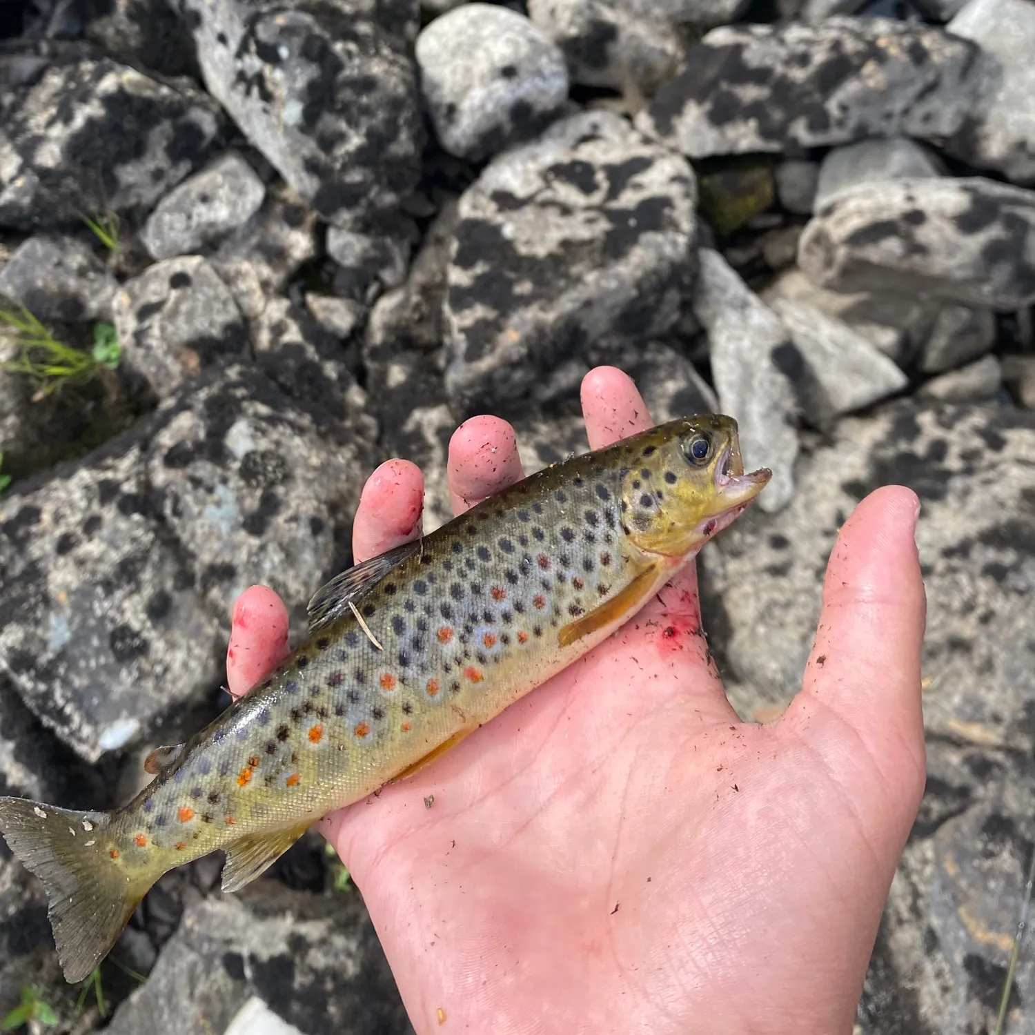 Brown trout caught on Fishbrain