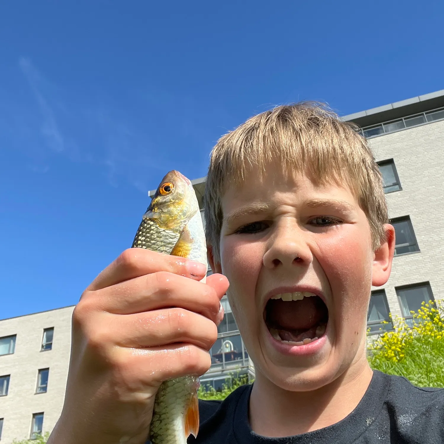 The most recent Common rudd catches on Fishbrain