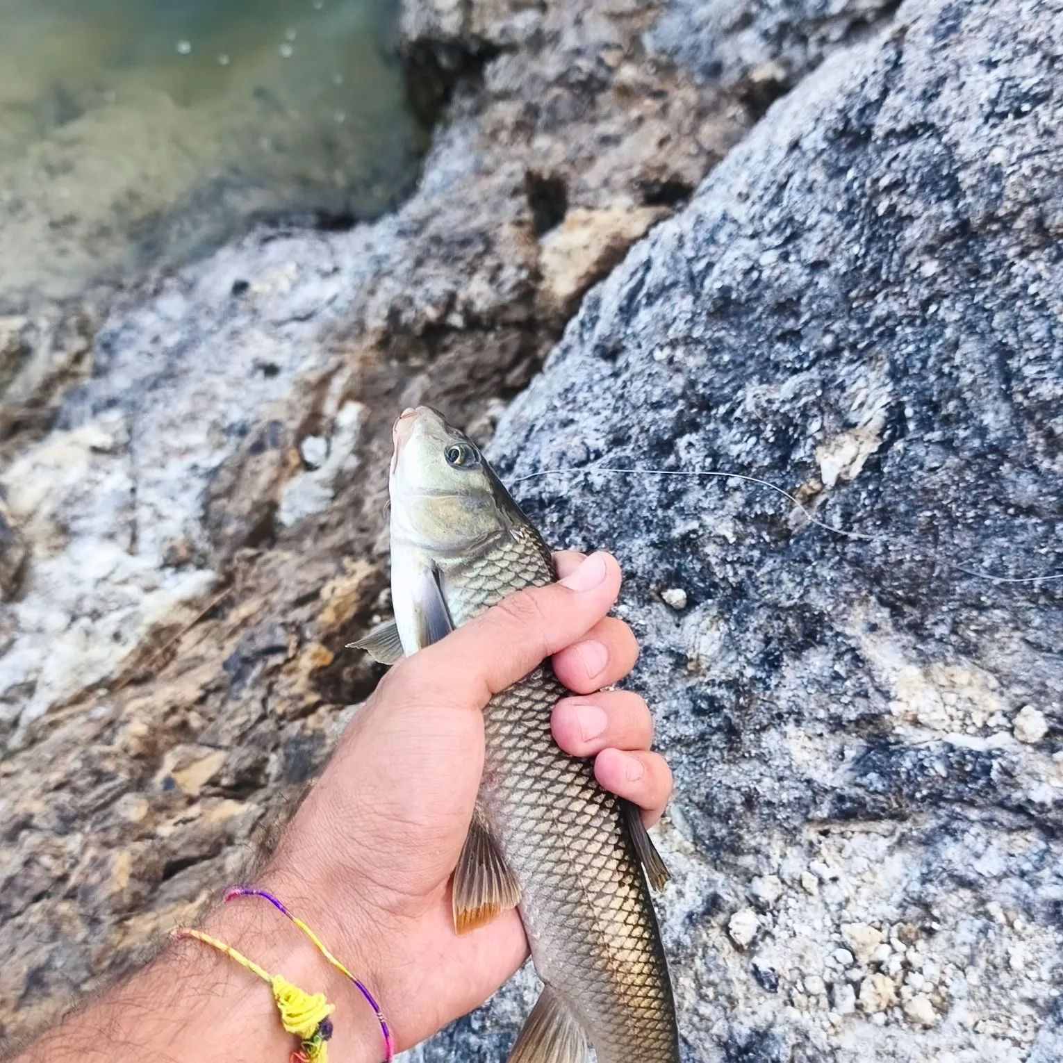The most recent Northern barbel catches on Fishbrain