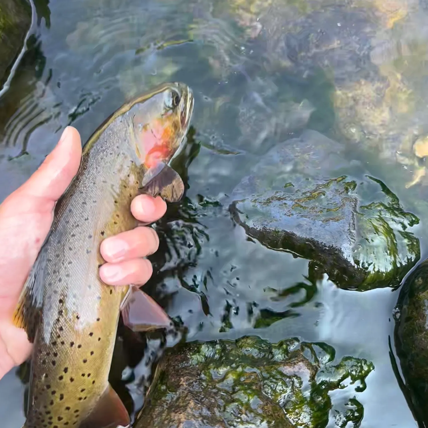 The most recent Yellowstone cutthroat trout catches on Fishbrain