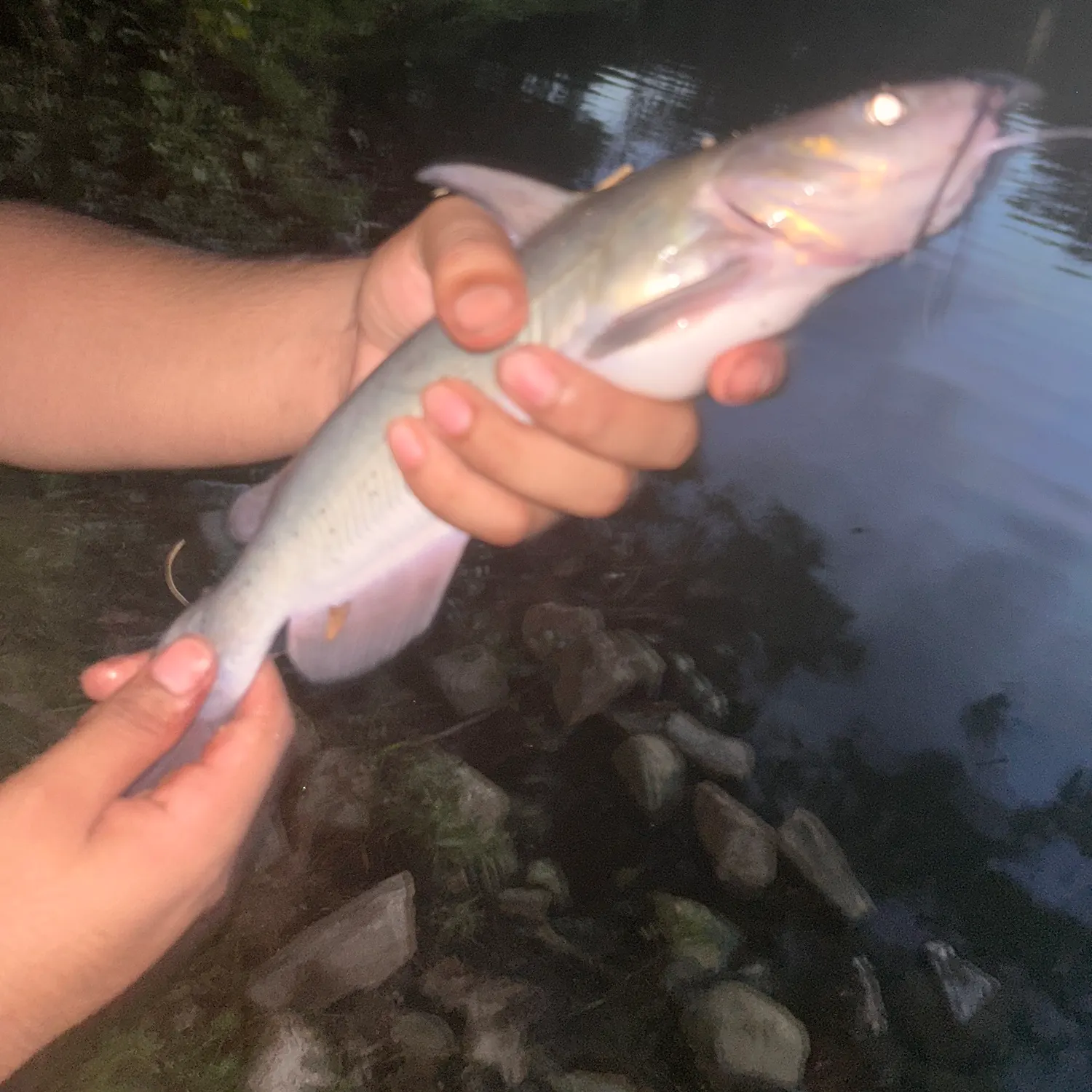 Channel catfish caught on Fishbrain
