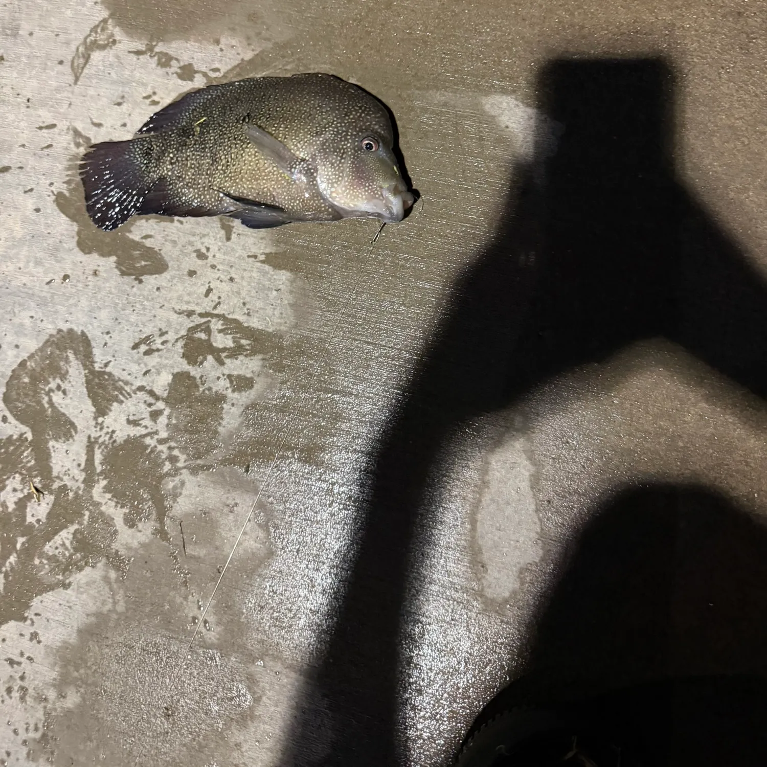 Rio Grande cichlid caught on Fishbrain