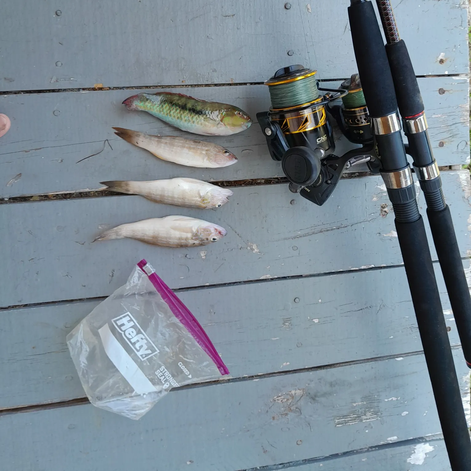 recently logged catches