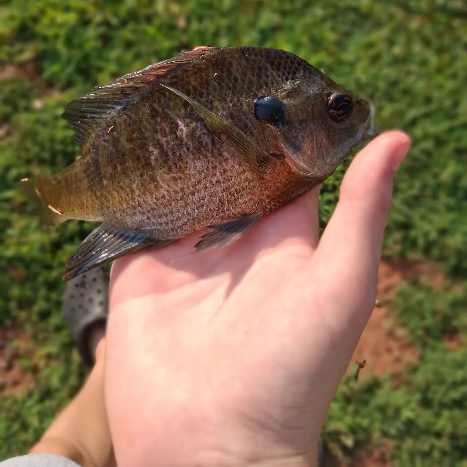 Bluegill caught on Fishbrain