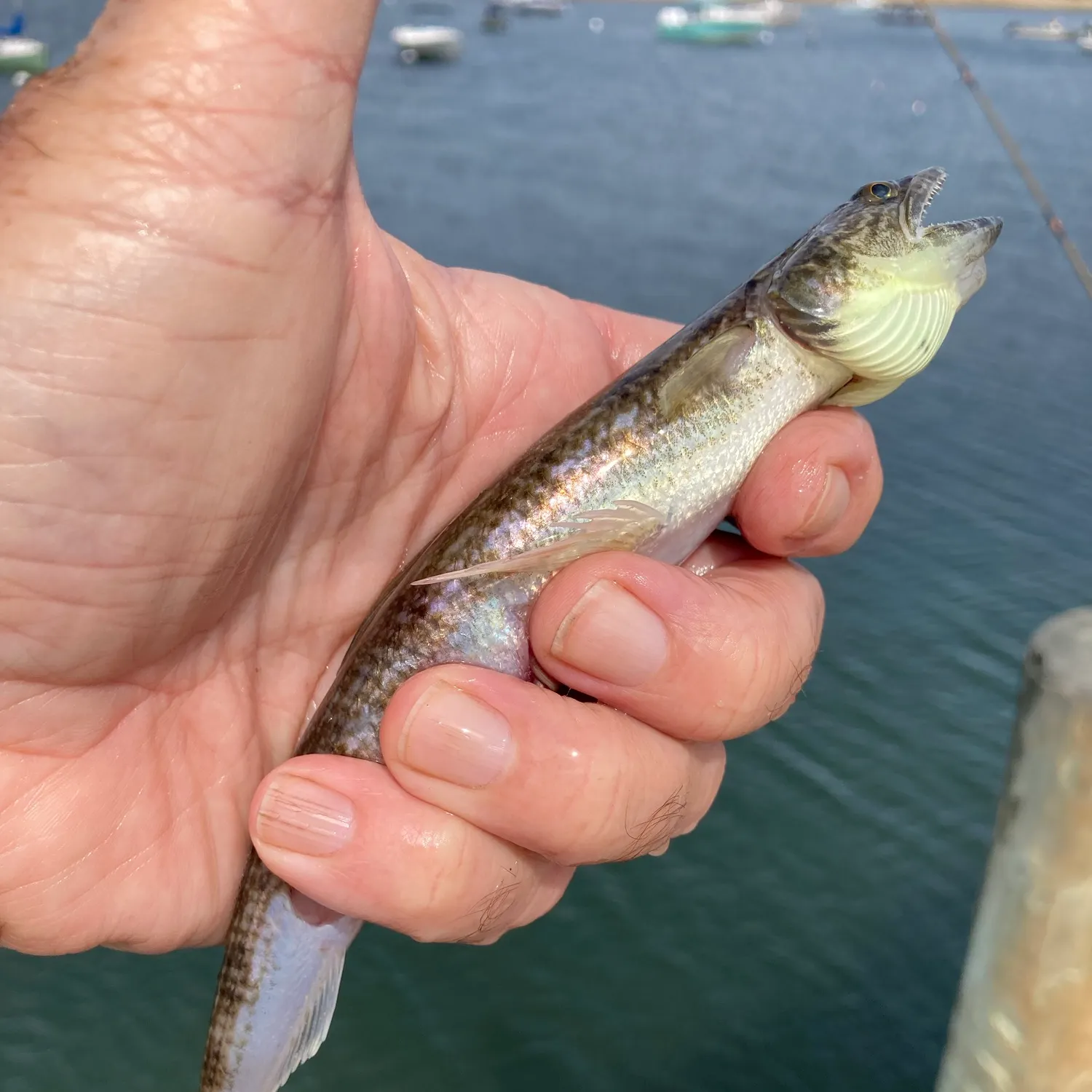 Inshore lizardfish caught on Fishbrain