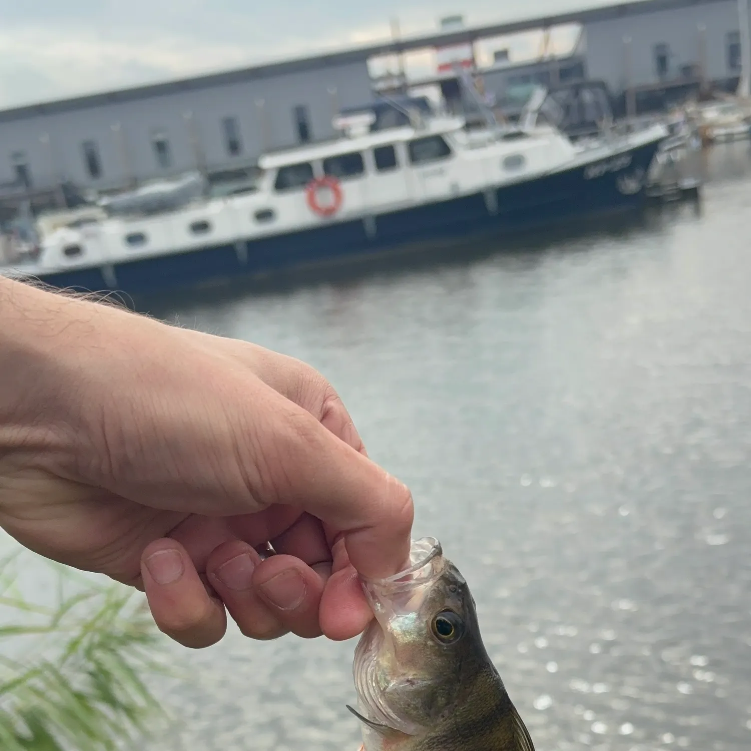 European perch caught on Fishbrain