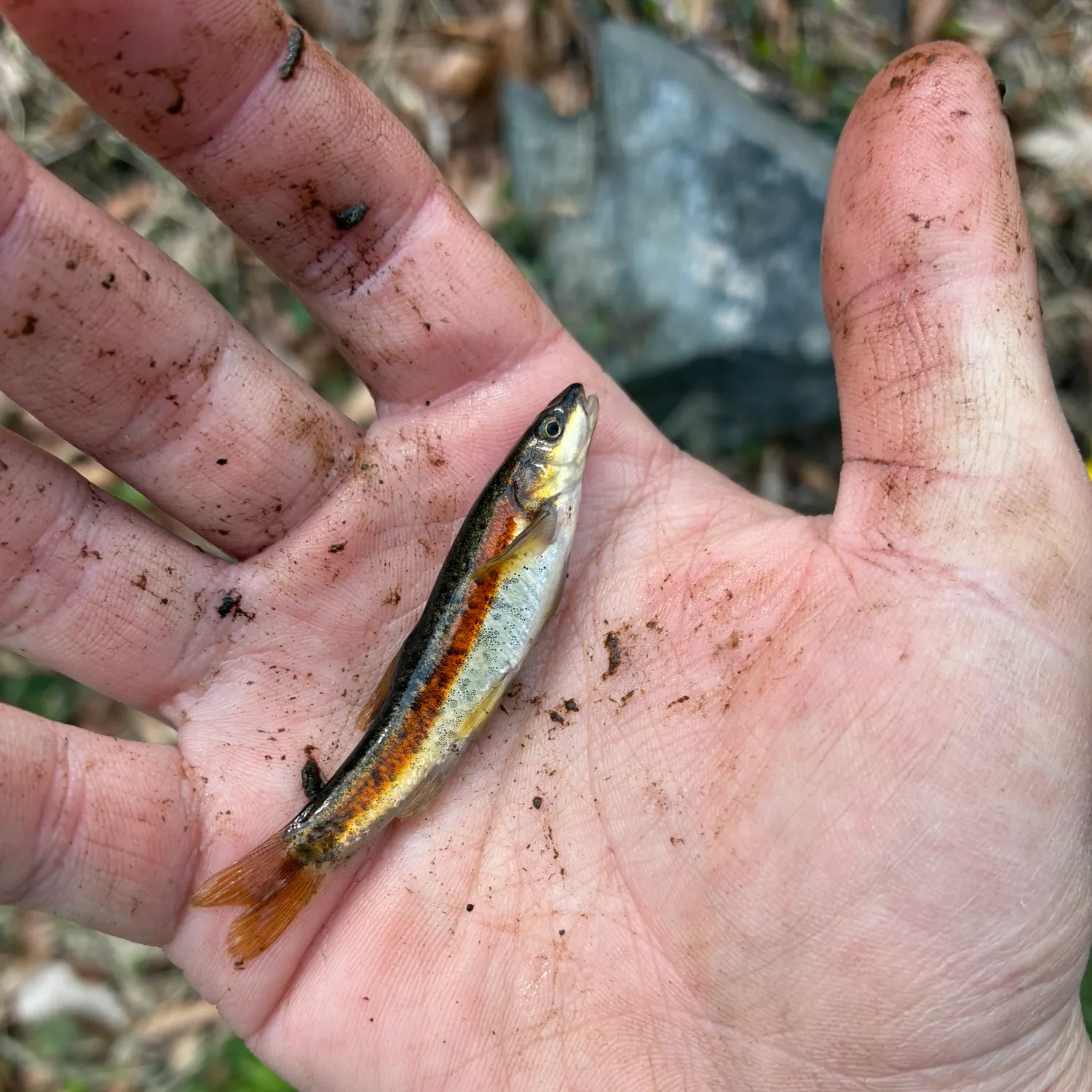 The most recent Northern redbelly dace catches on Fishbrain