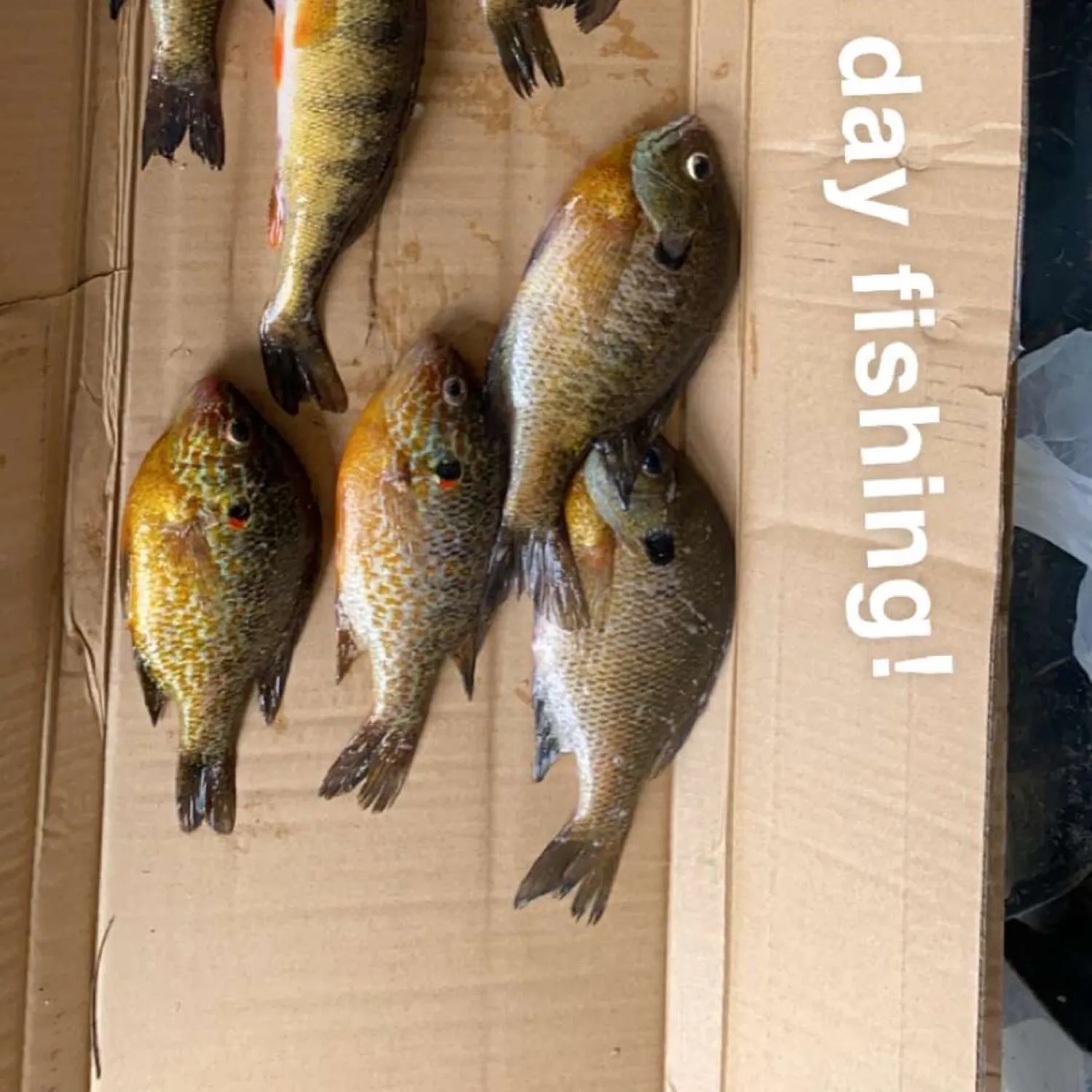 recently logged catches