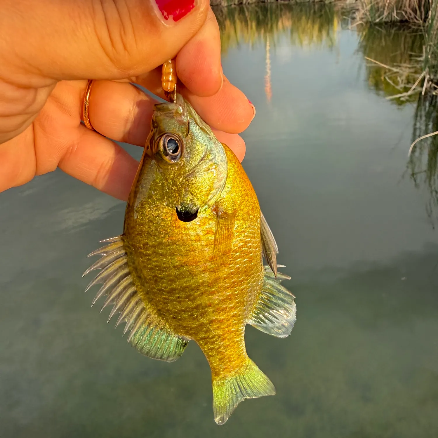 Bluegill caught on Fishbrain