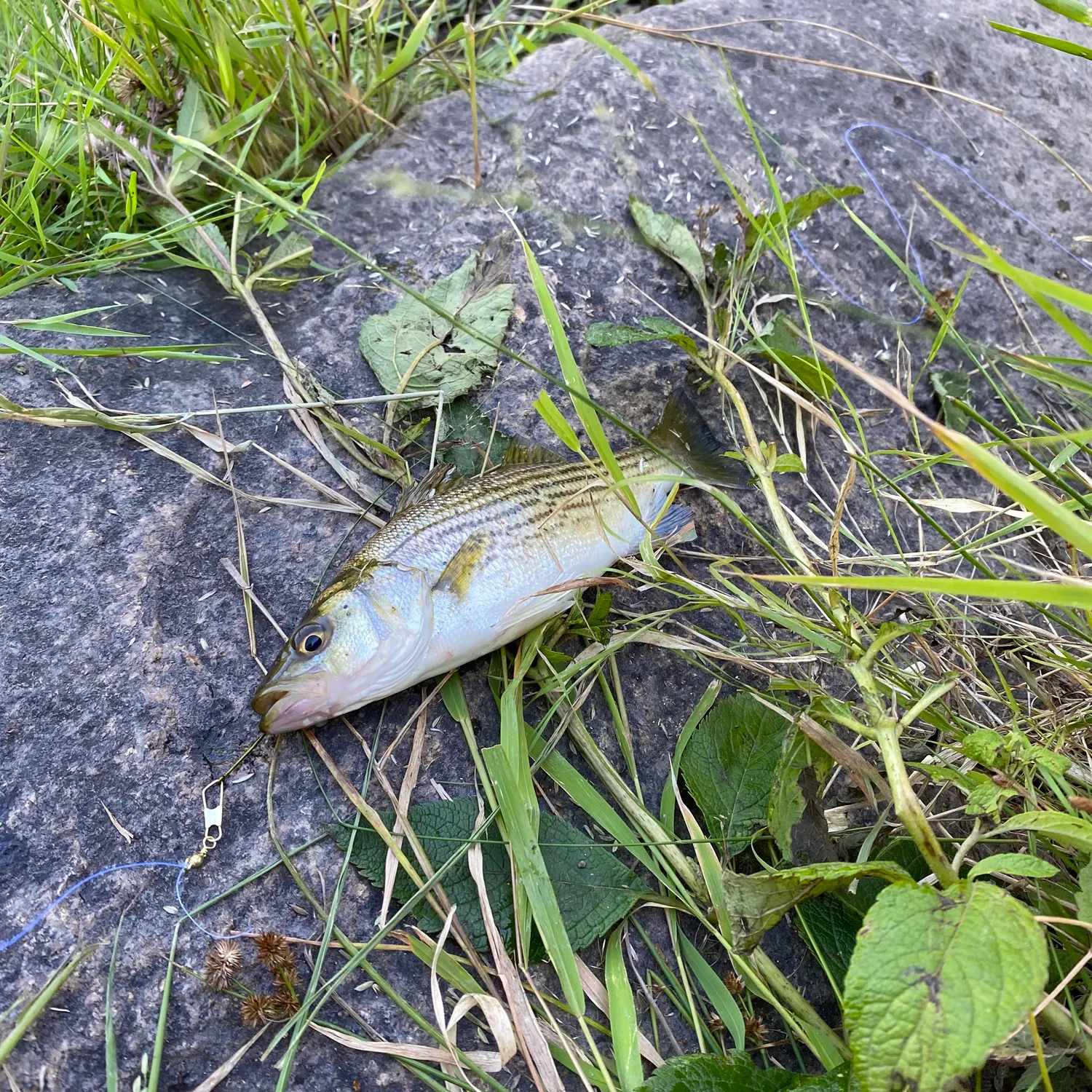 Striped bass caught on Fishbrain