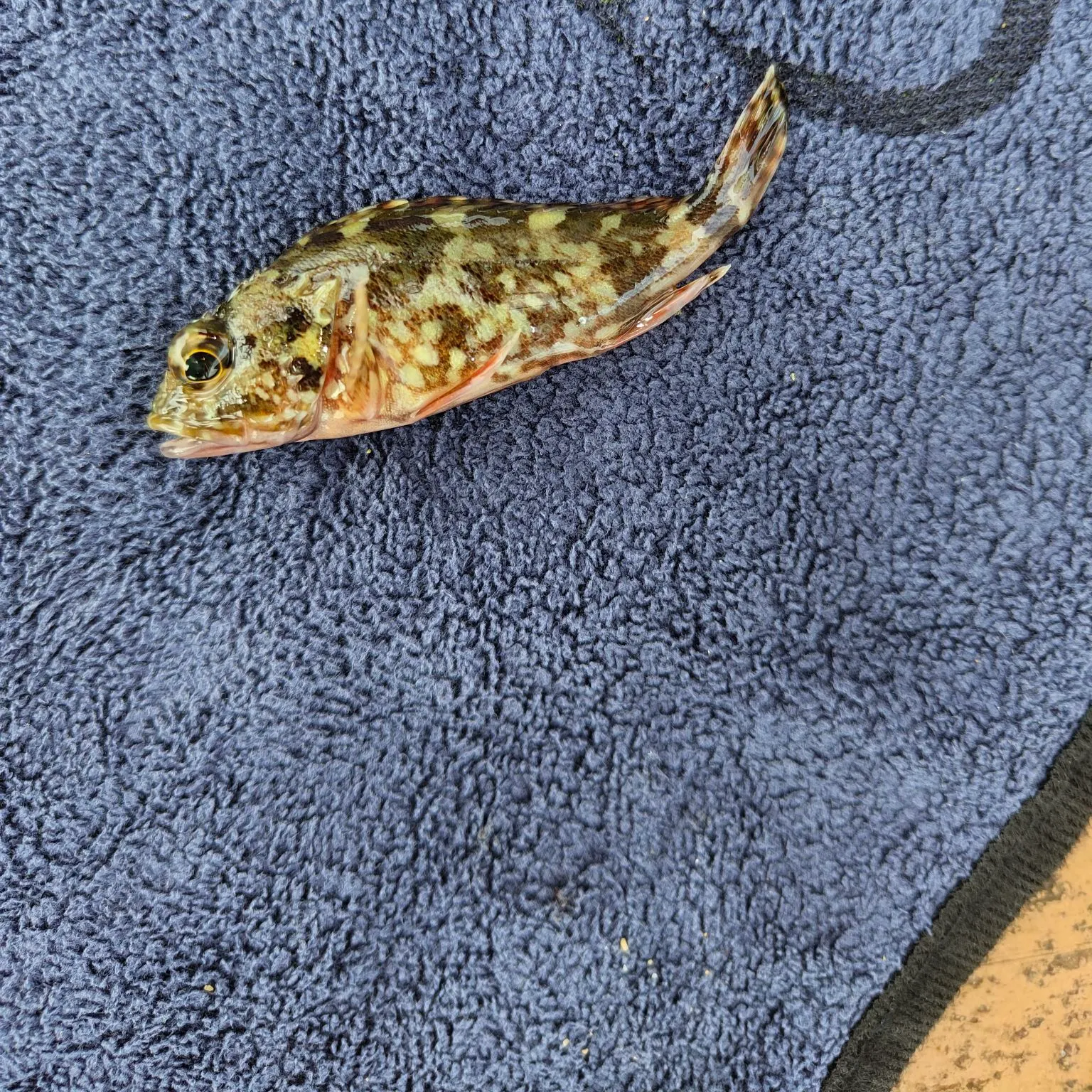 The most recent Marbled Rockfish catches on Fishbrain