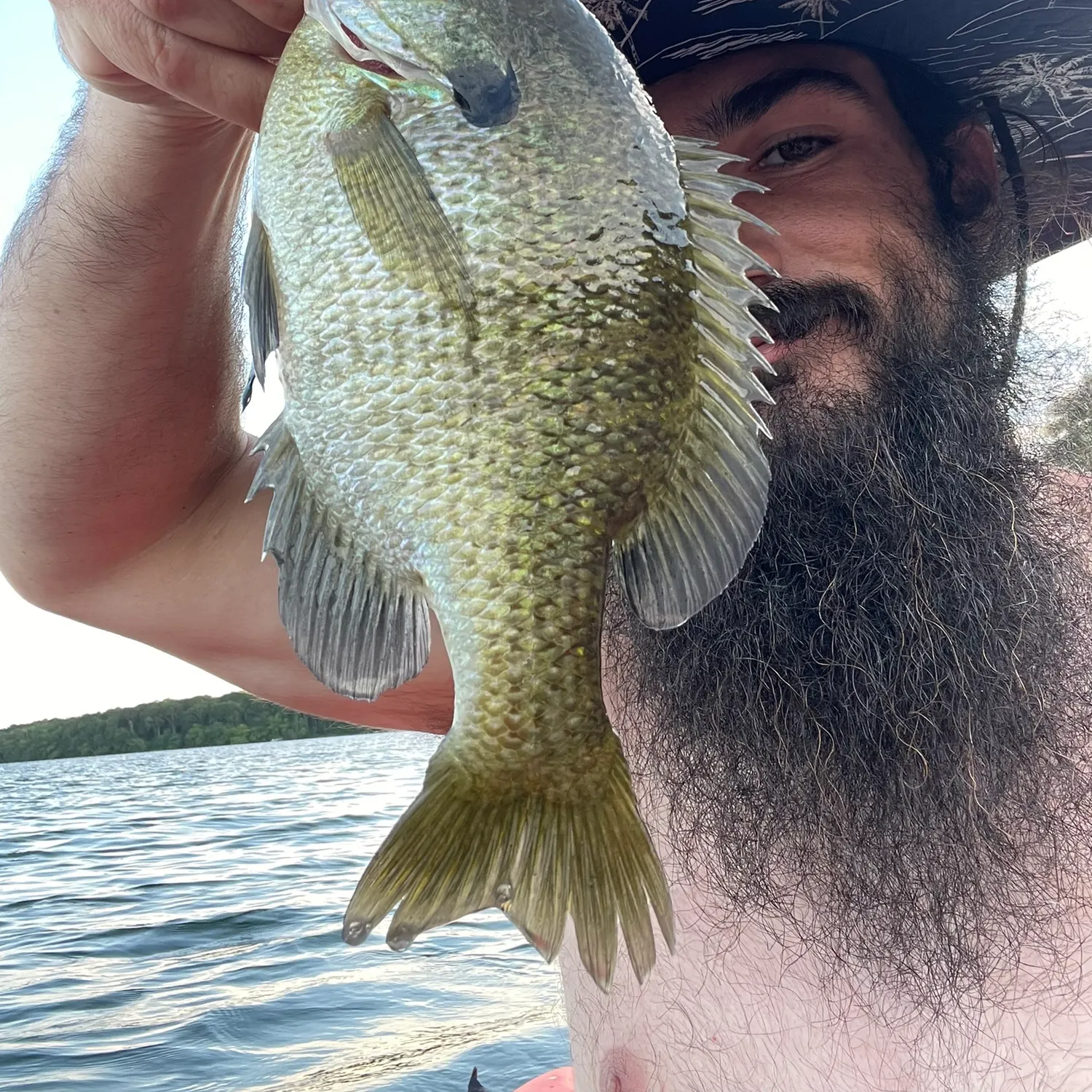 Bluegill caught on Fishbrain