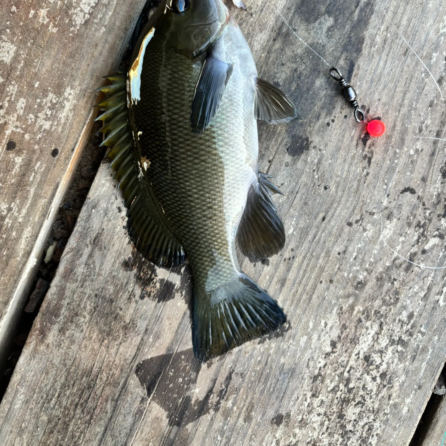 recently logged catches