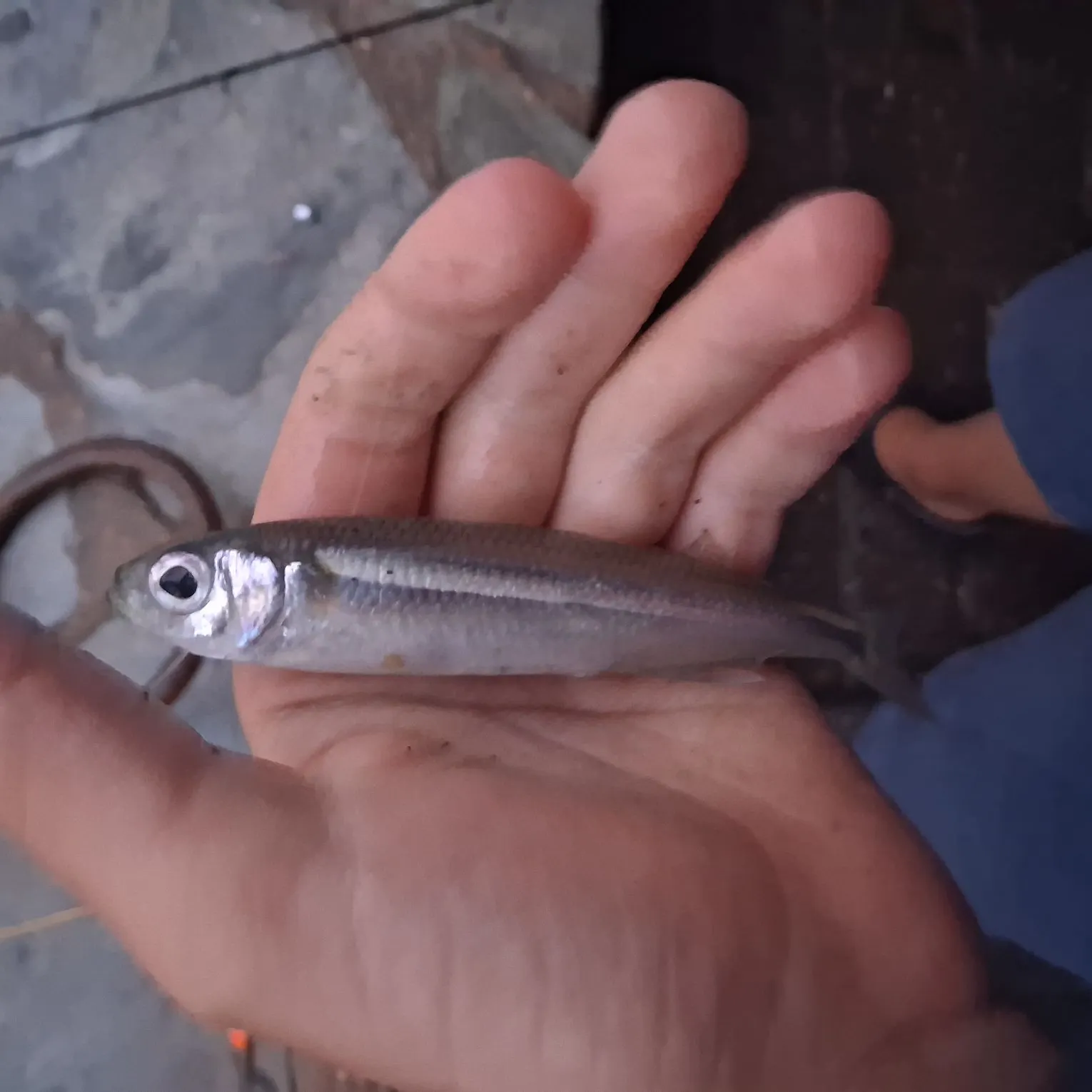 Sand smelt caught on Fishbrain
